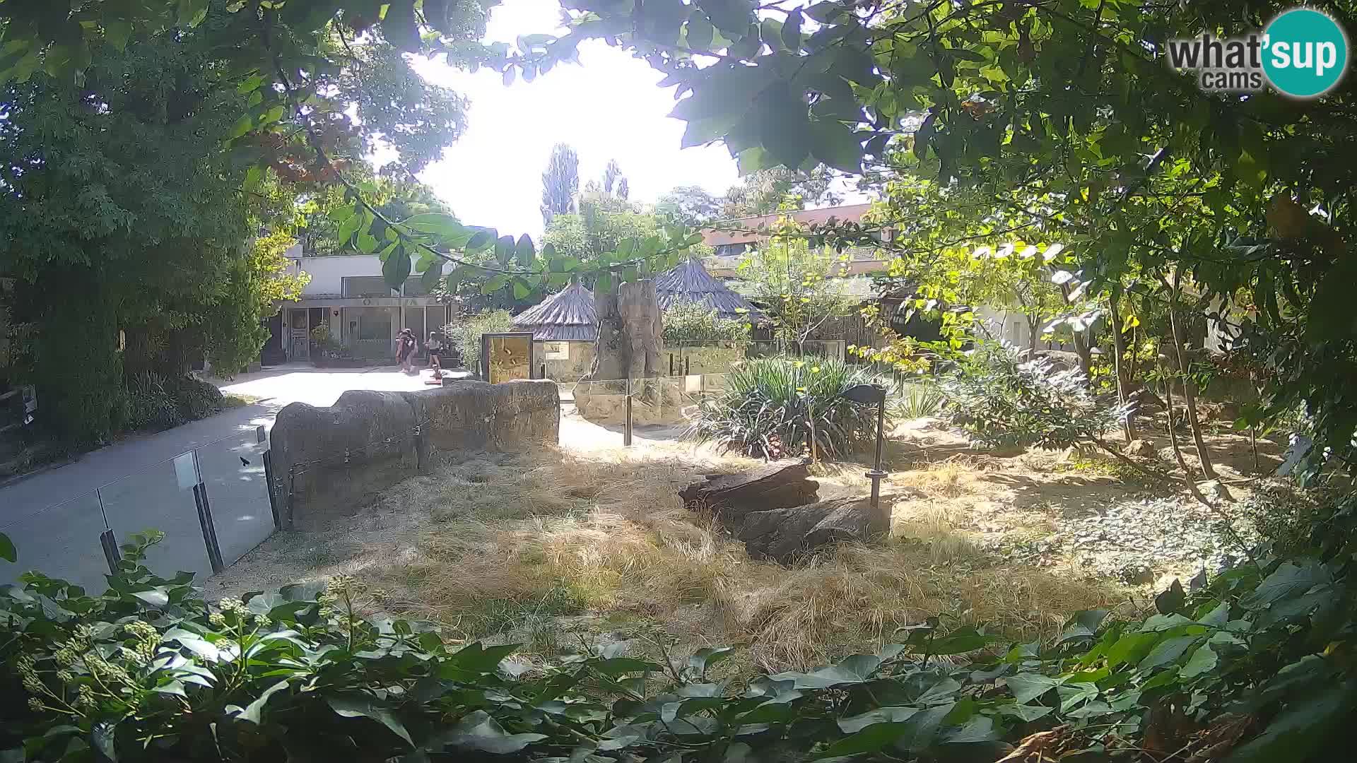 Zoo Zagreb – Suricata