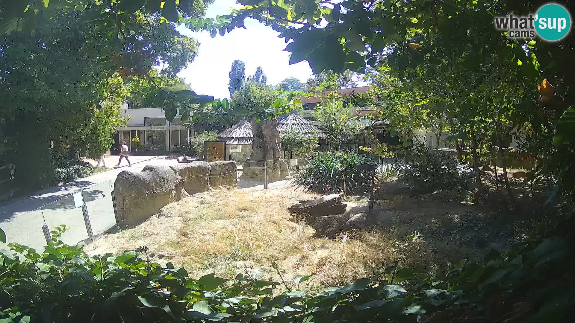 Zoo Zagreb – Suricate