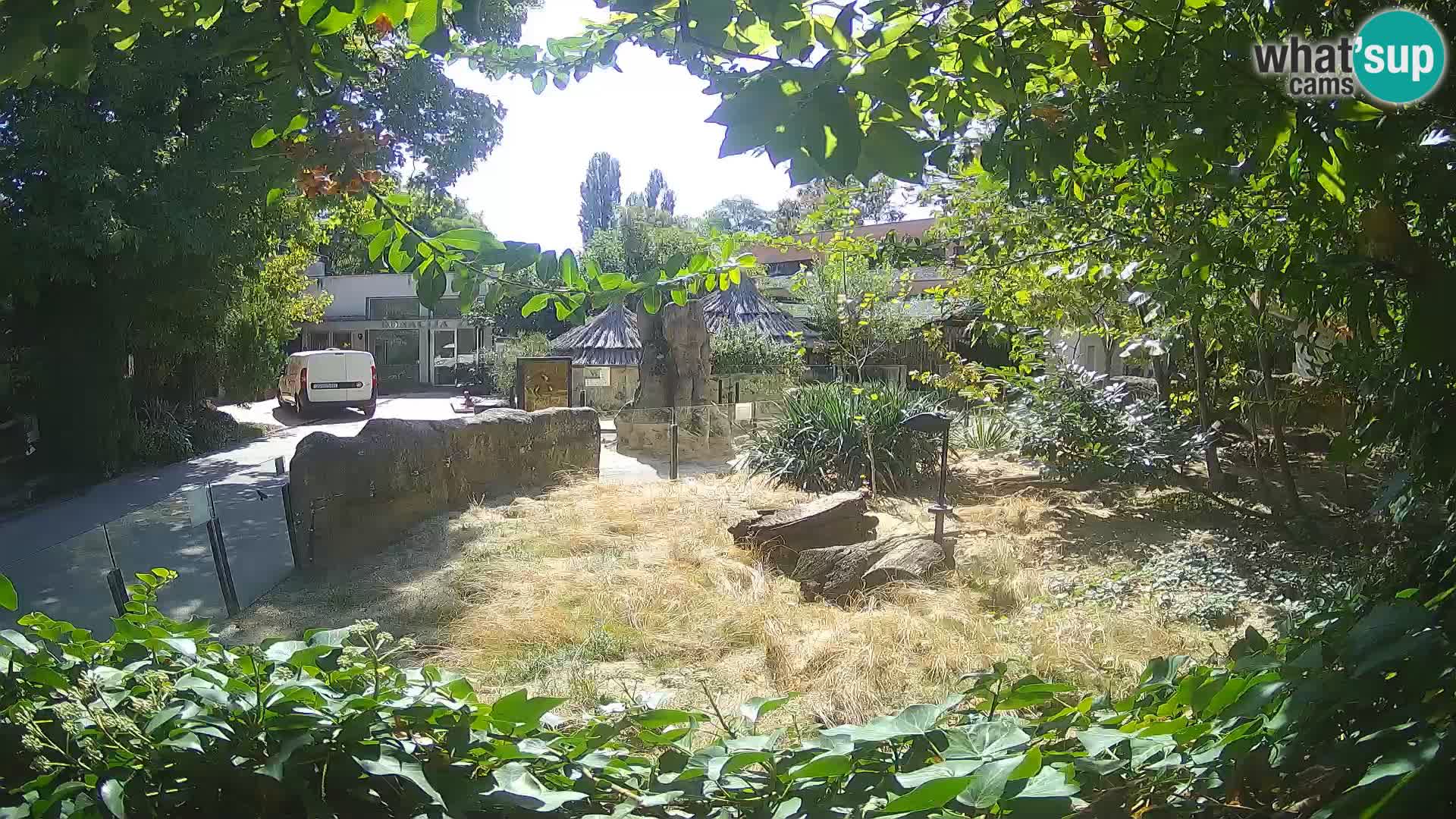 Zoo Zagreb – Merkat