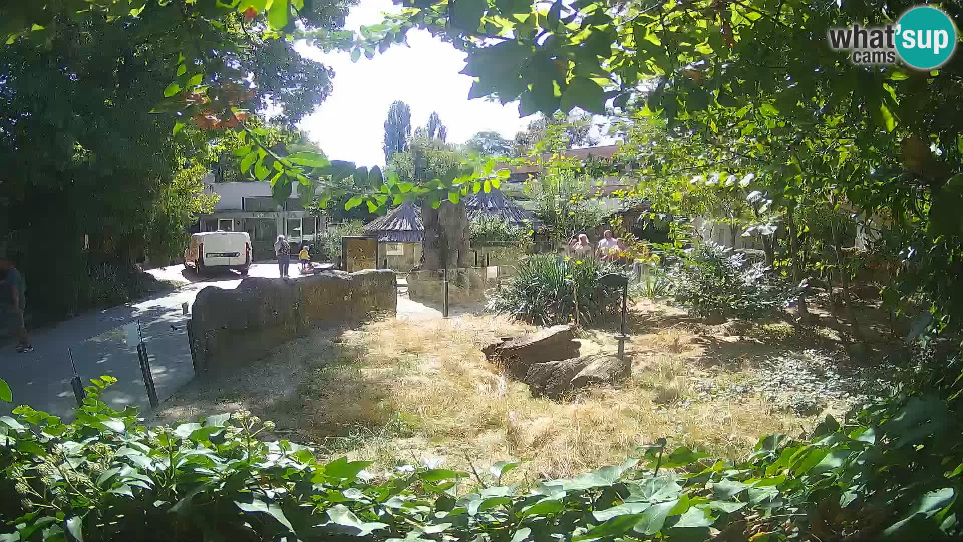 Zoo Zagreb – Merkat