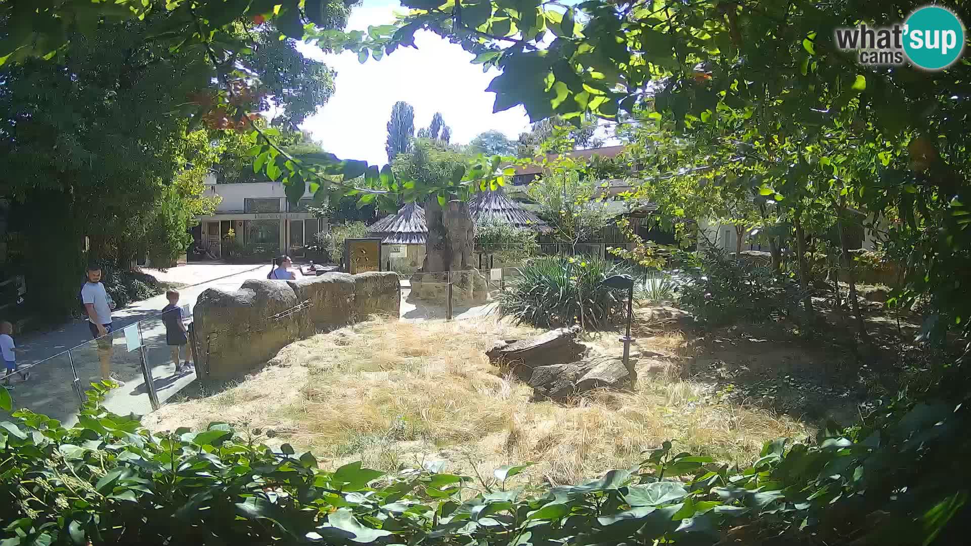 Zoo Zagreb – Merkat