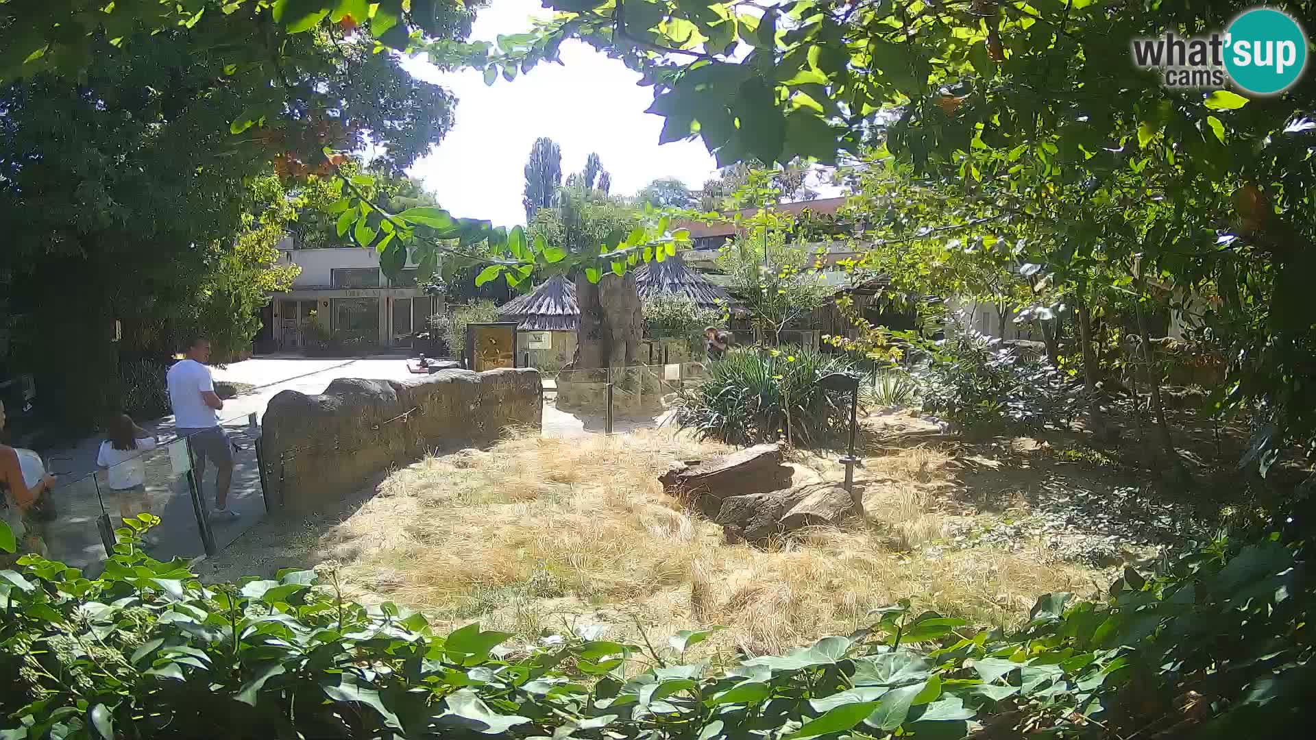 Zoo Zagreb – Merkat