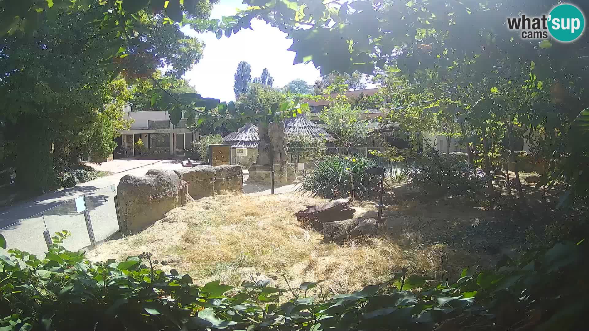 Zoo Zagreb – Suricata