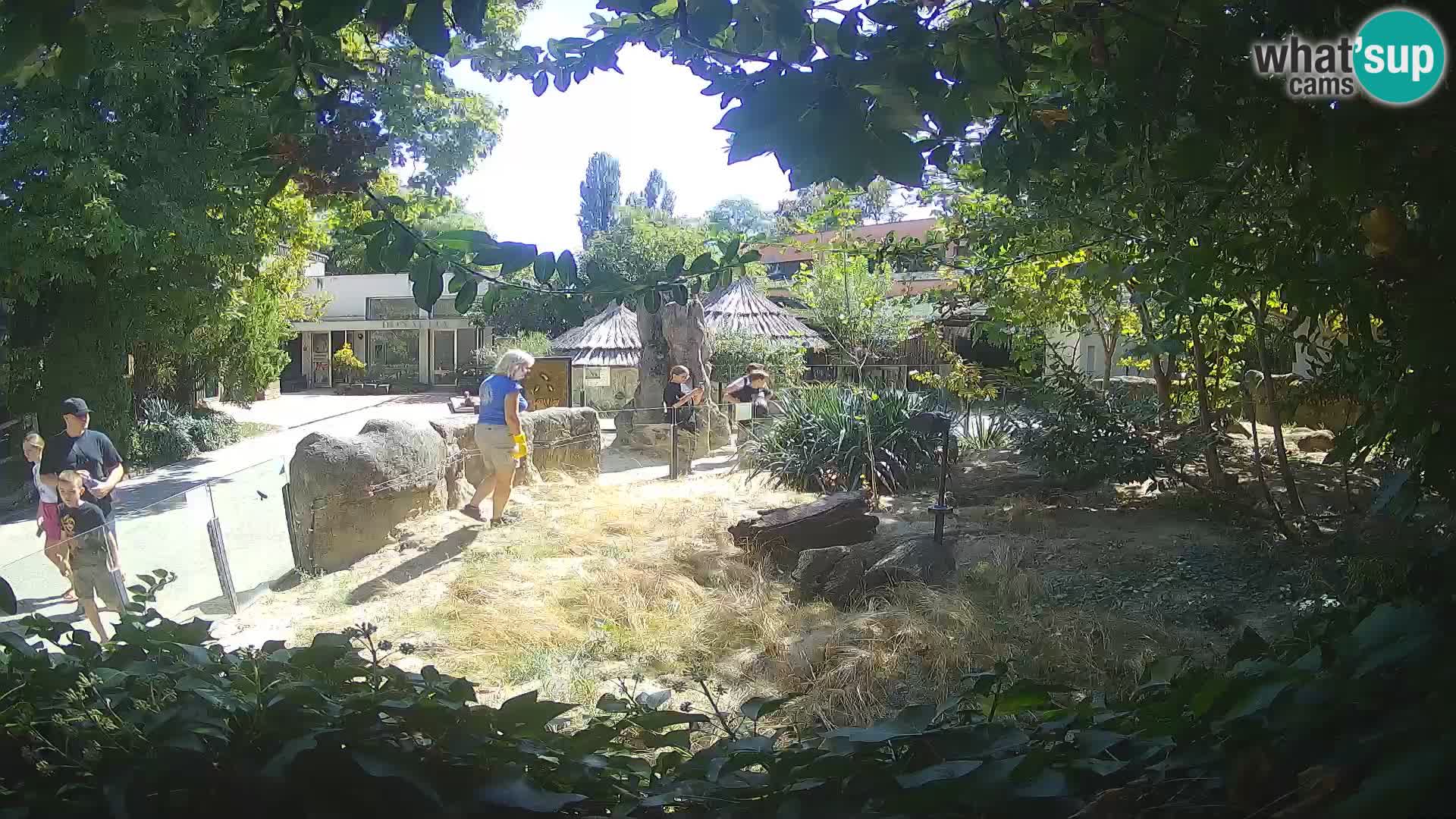 Zoo Zagreb – Suricata