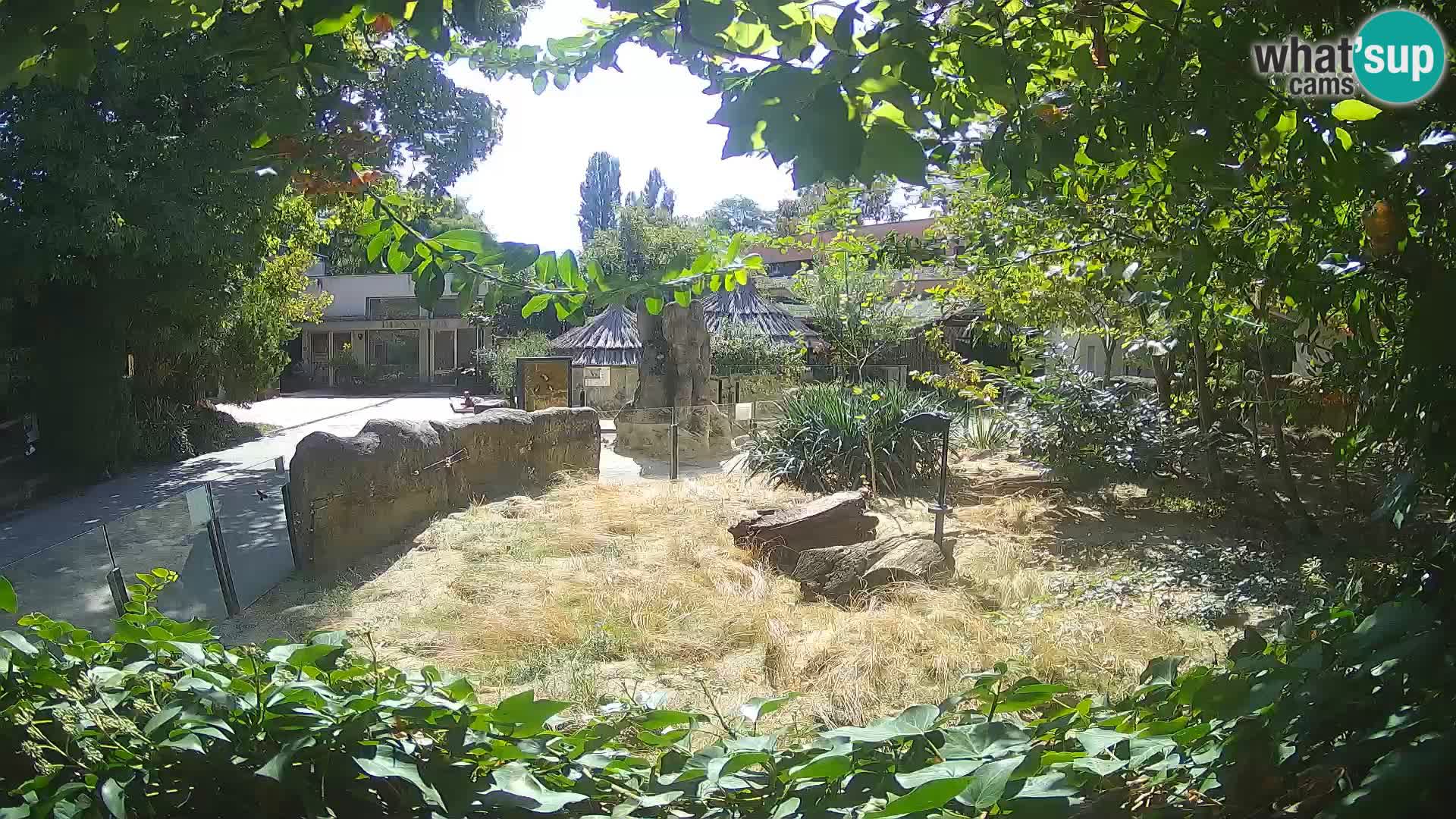 Zoo Zagreb – Suricata