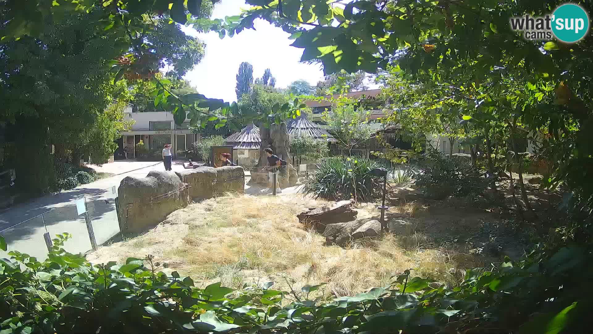 Zoo Zagreb – Suricata