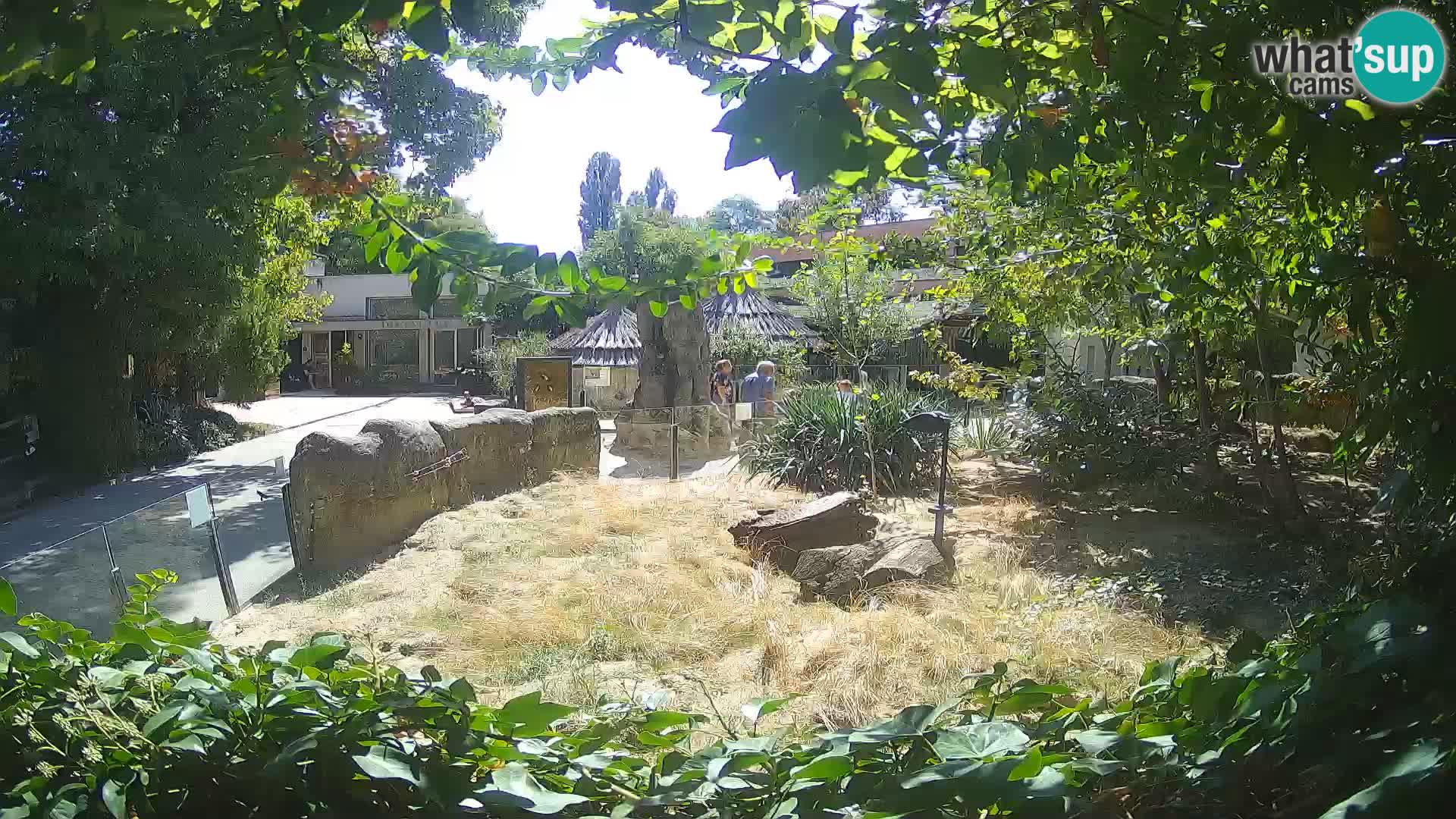 Zoo Zagreb – Suricata
