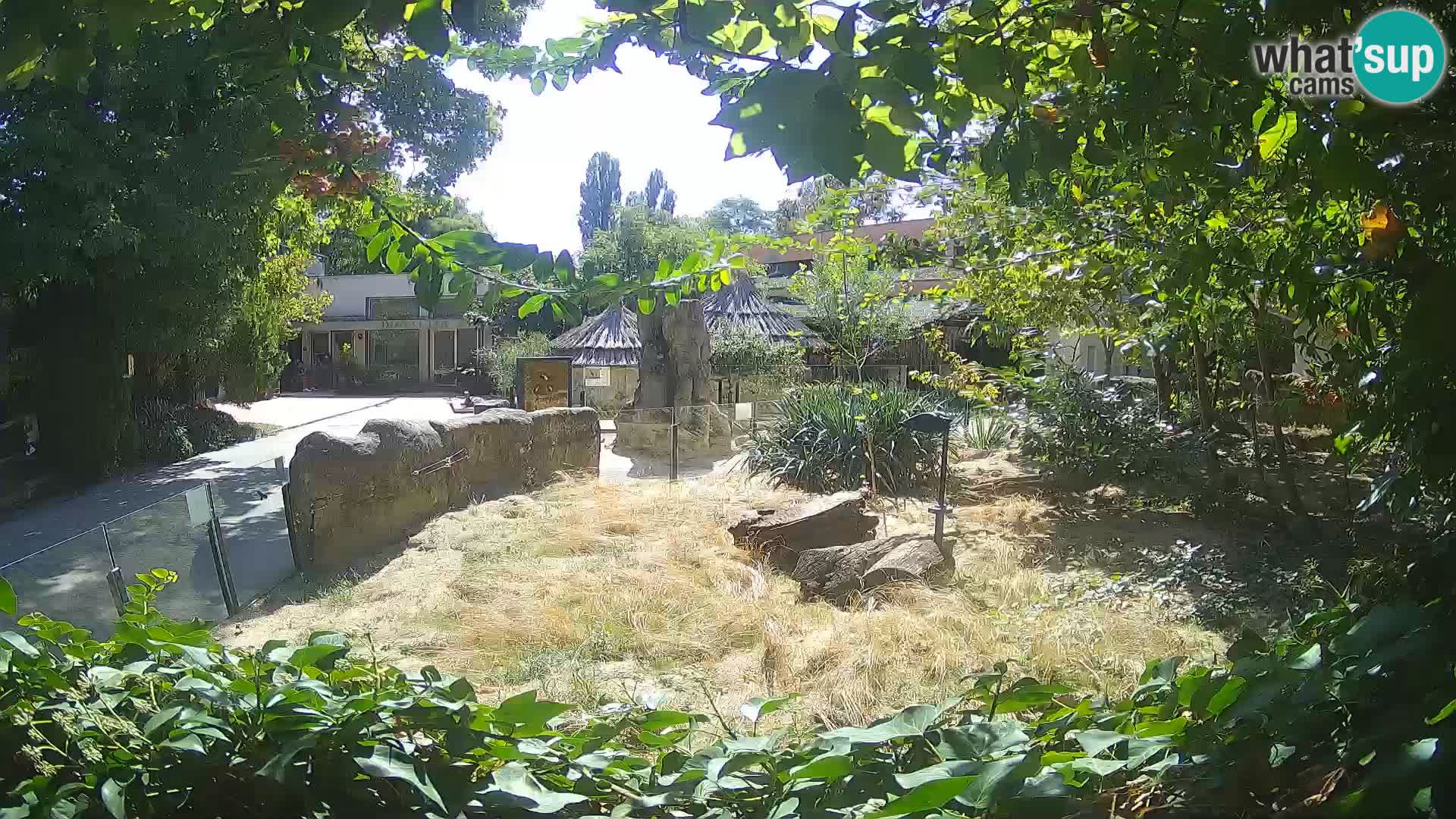 Zoo Zagreb – Merkat