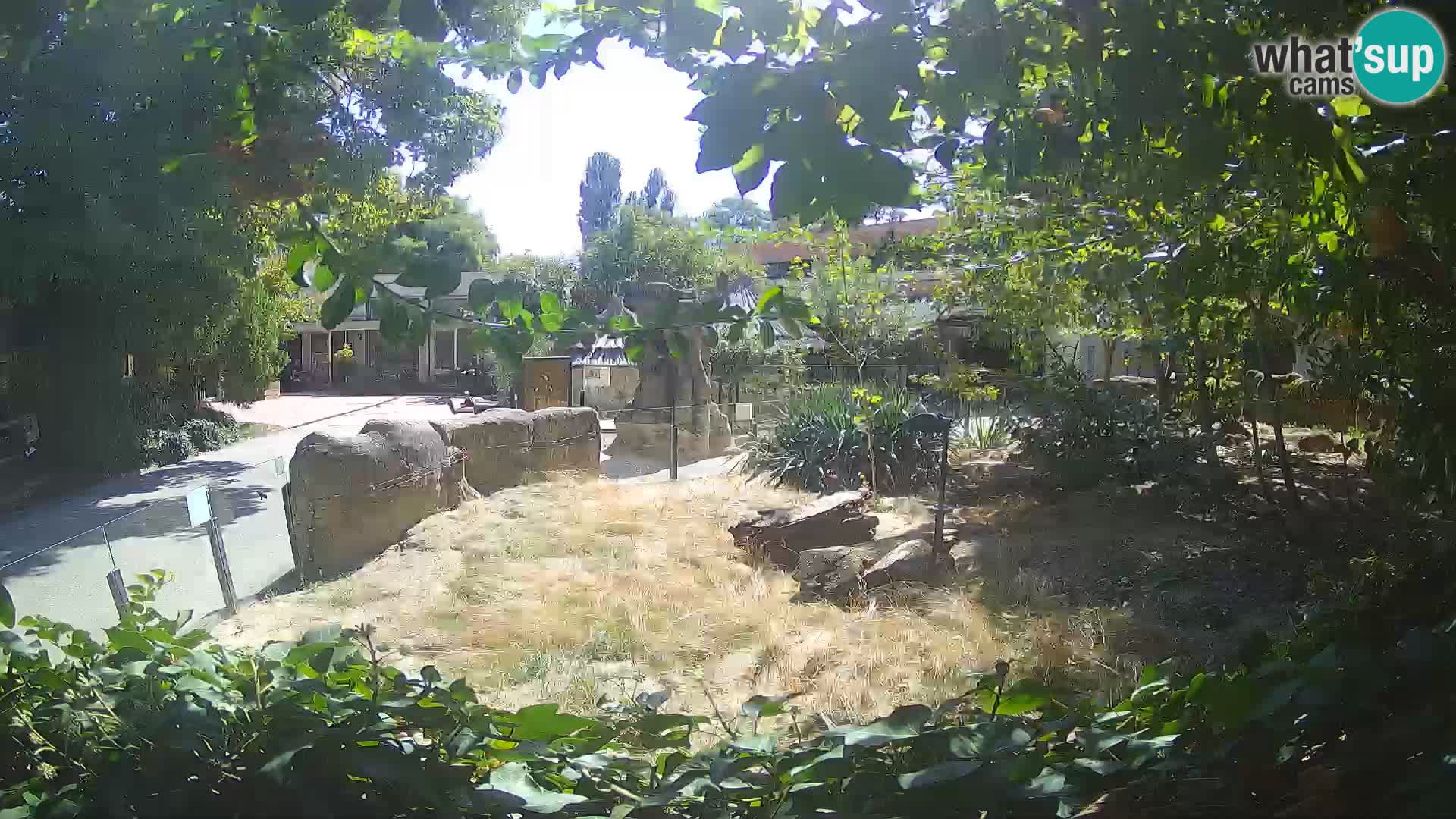 Zoo Zagreb – Suricate