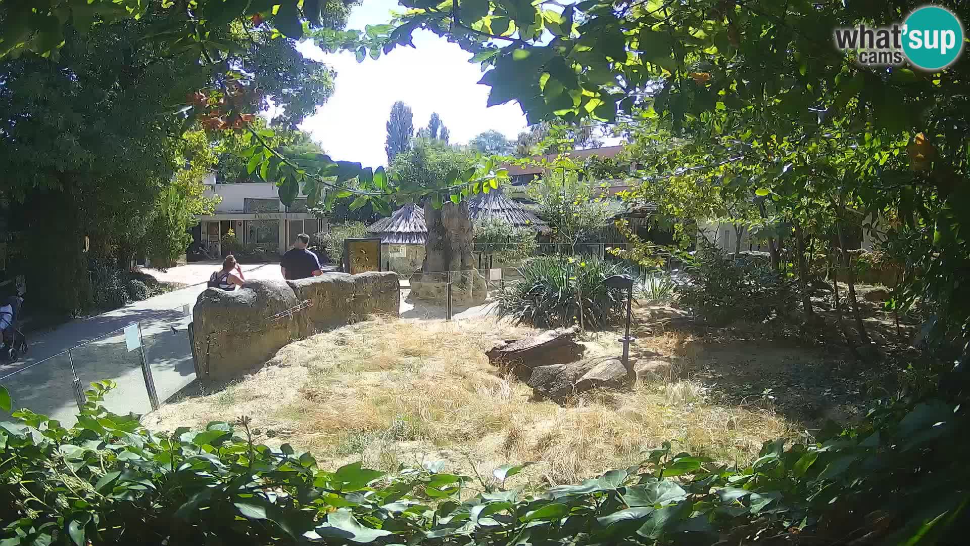 Zoo Zagreb – Merkat