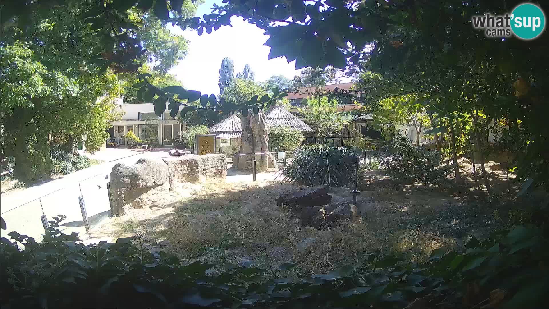 Zoo Zagreb – Merkat
