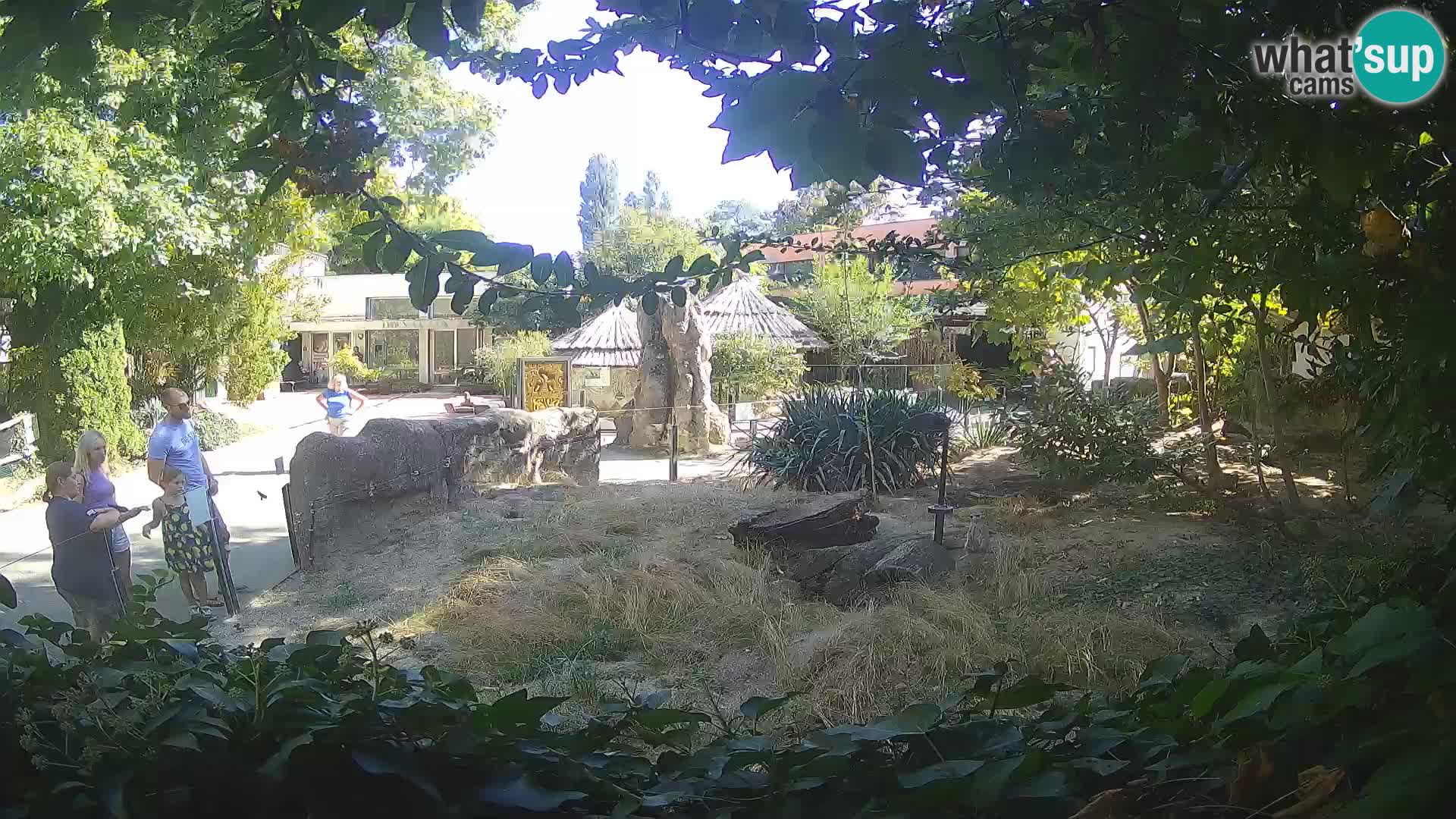 Zoo Zagreb – Merkat
