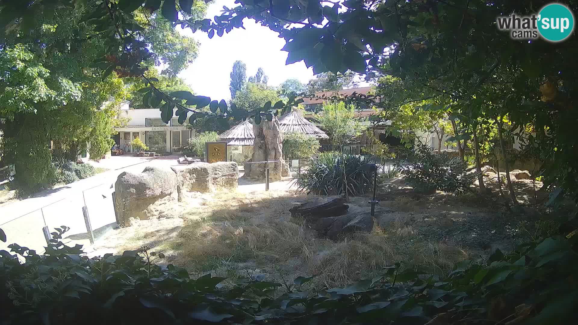 Zoo Zagreb – Suricata