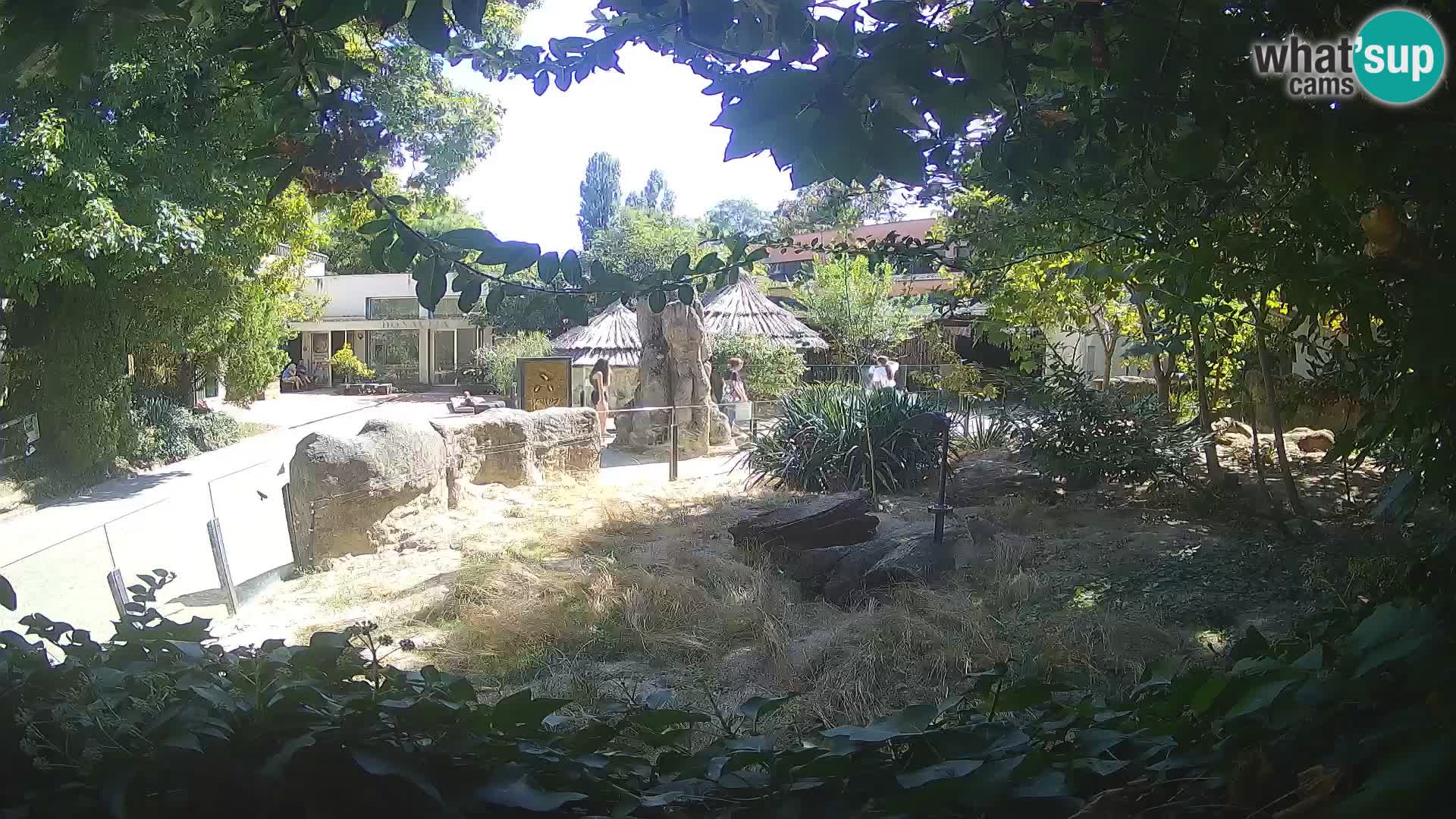 Zoo Zagreb – Merkat