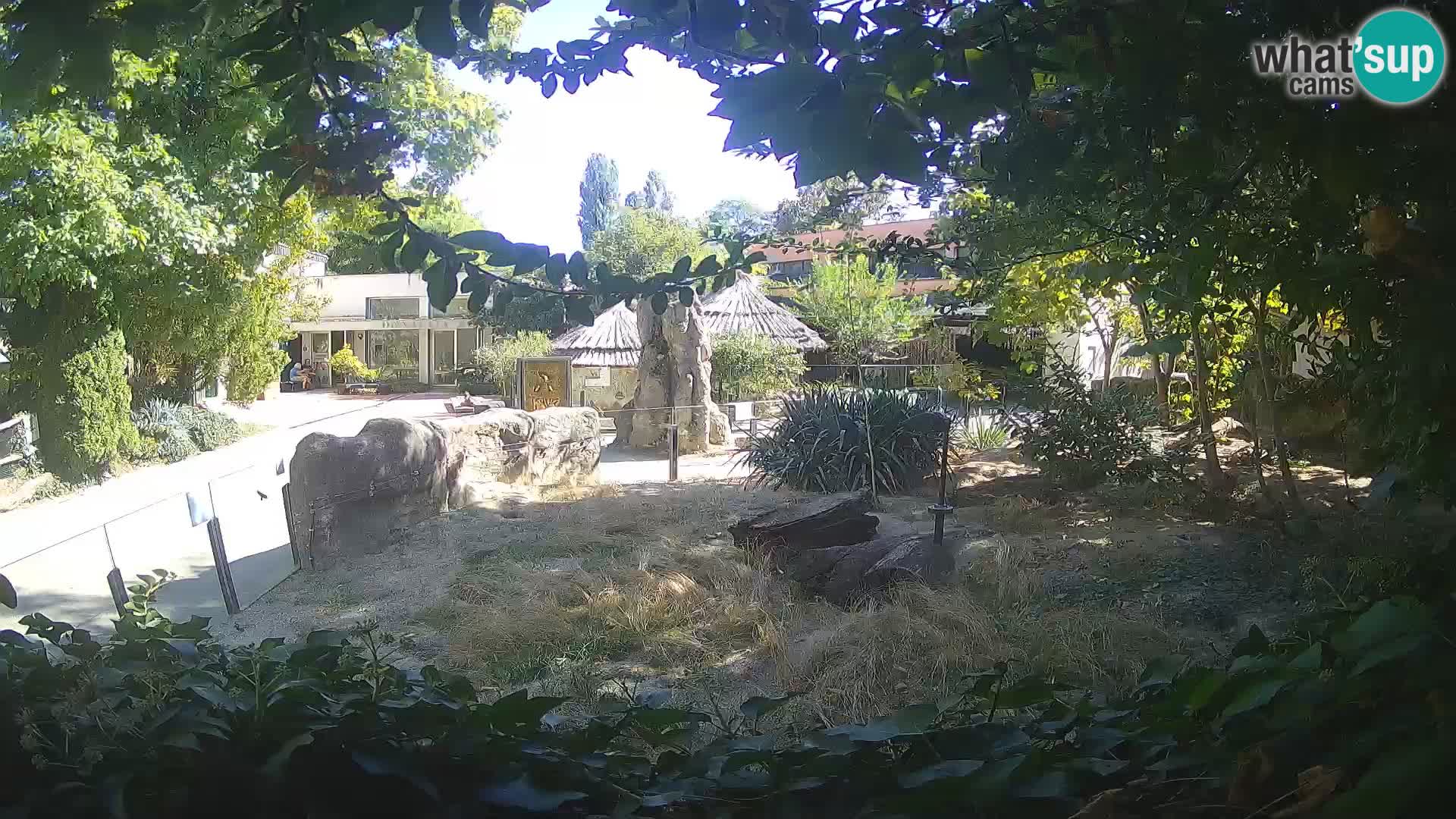 Zoo Zagreb – Suricate