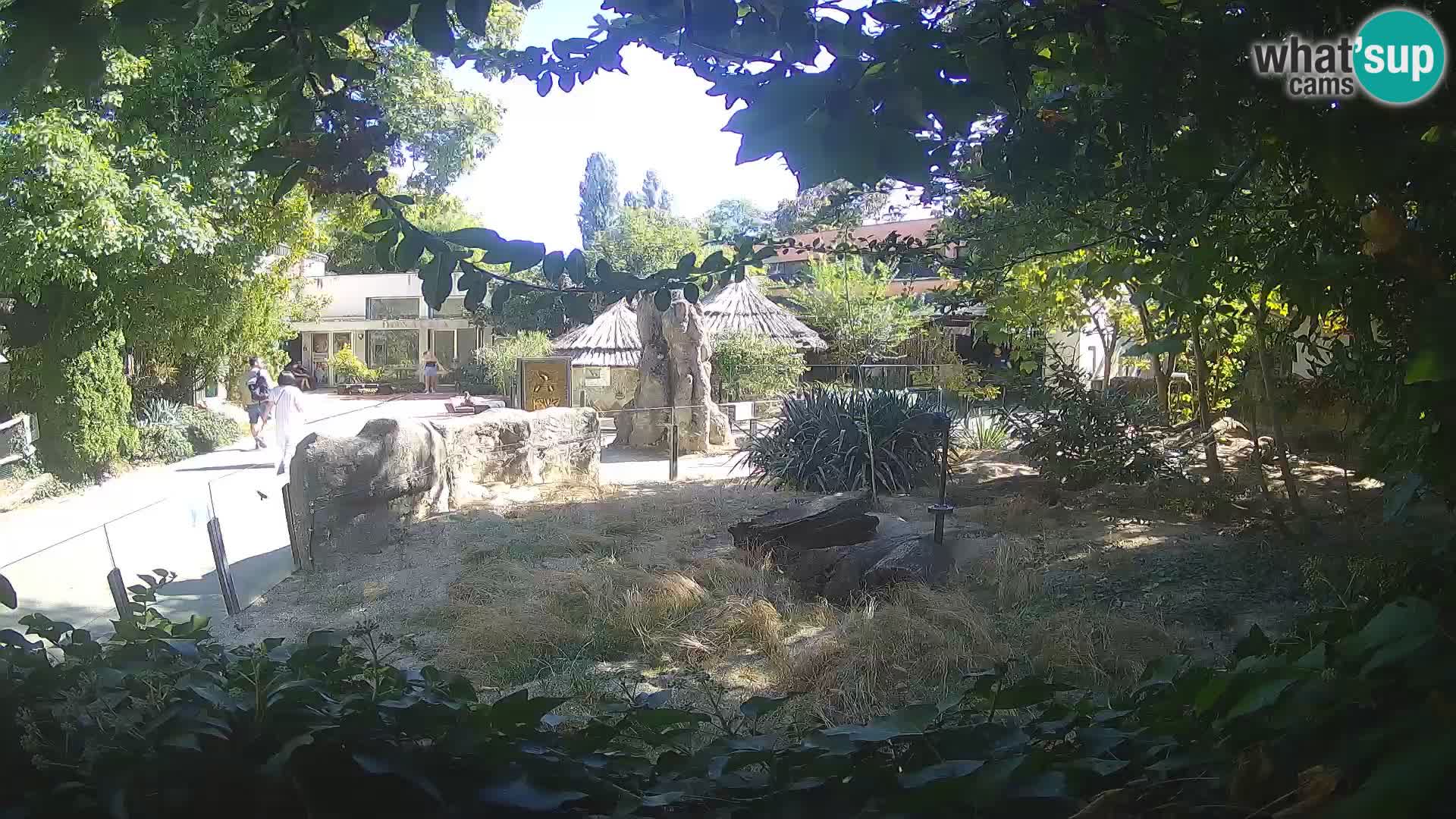 Zoo Zagreb – Suricate