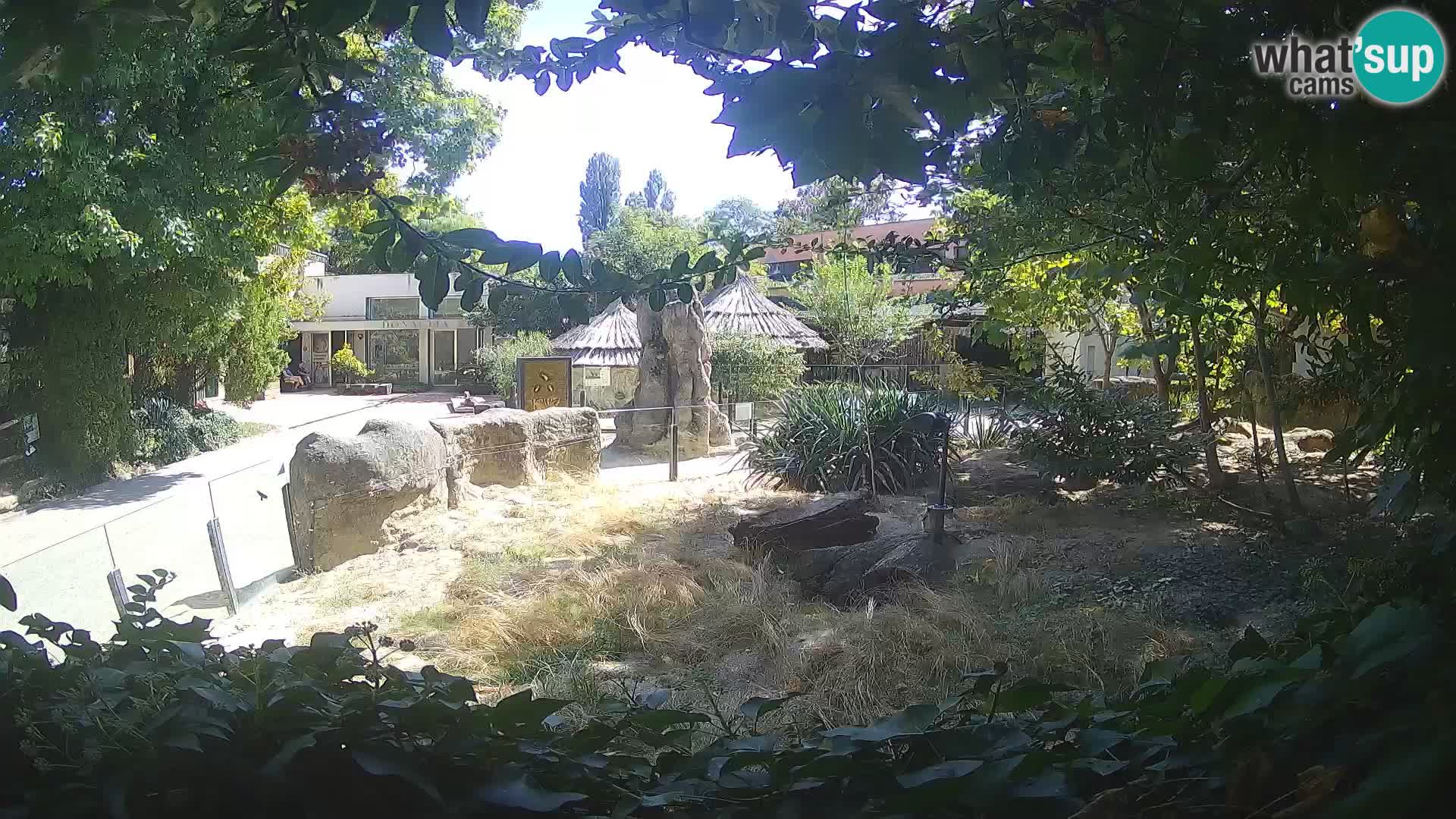 Zoo Zagreb – Merkat