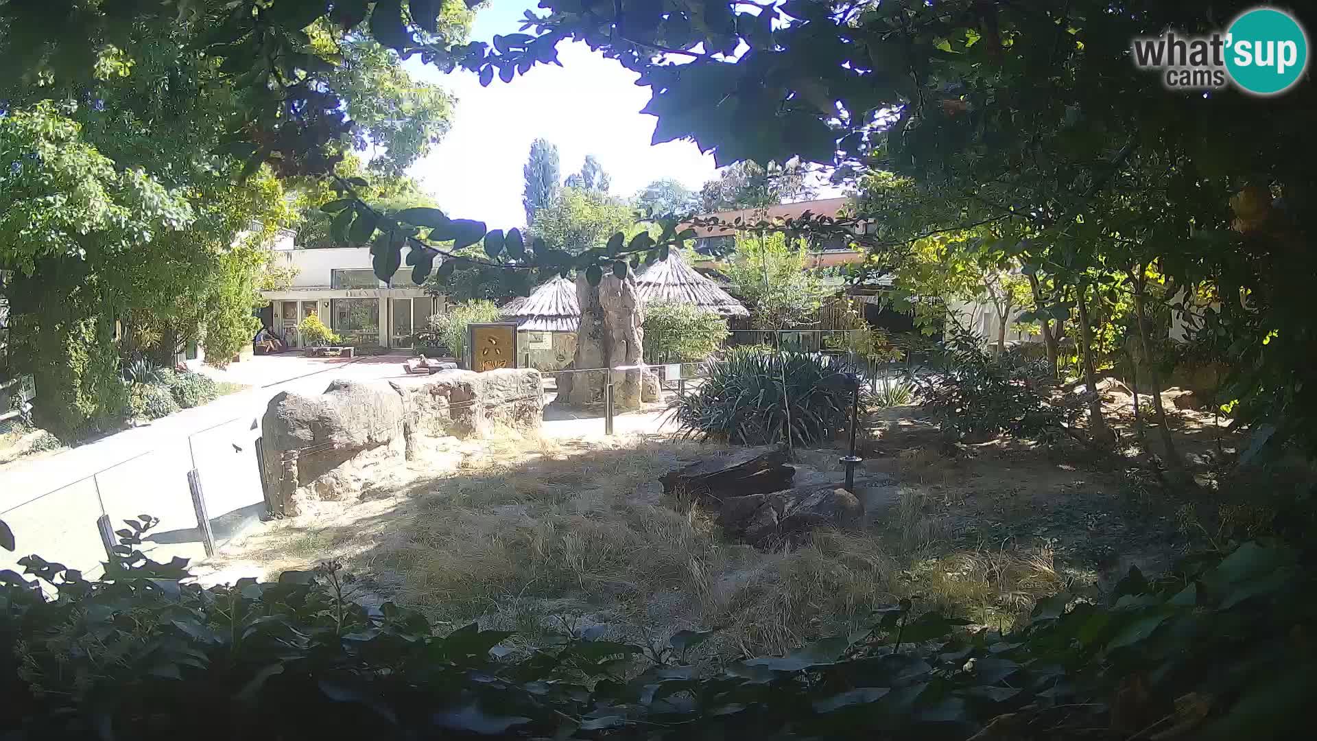 Zoo Zagreb – Merkat