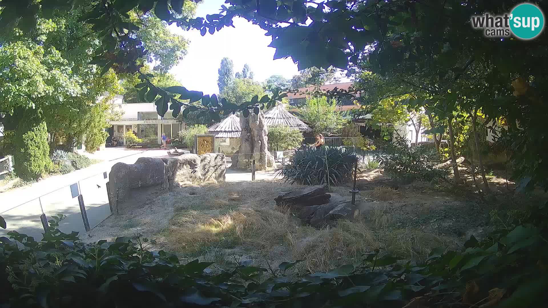 Zoo Zagreb – Suricate