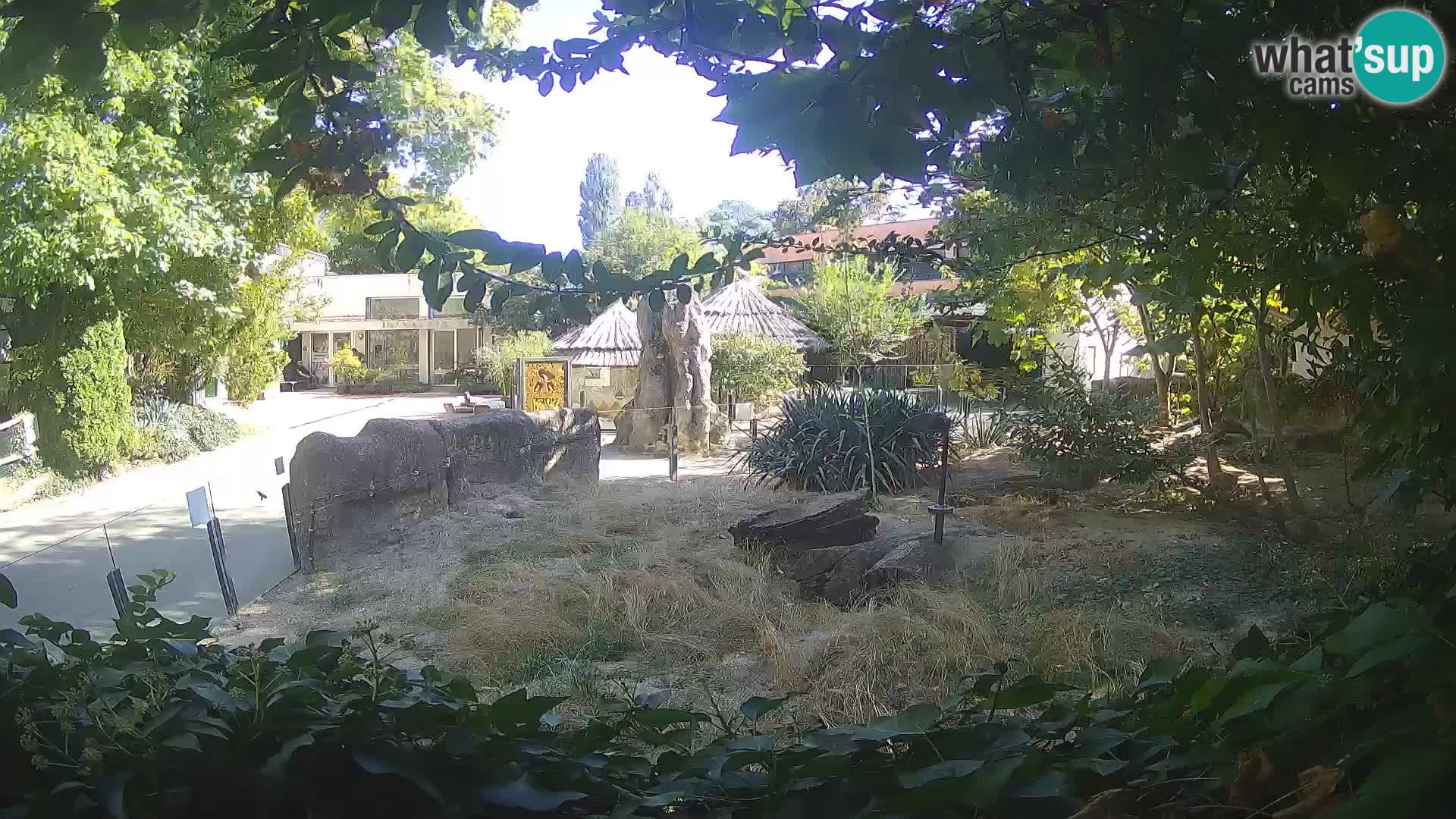 Zoo Zagreb – Suricate