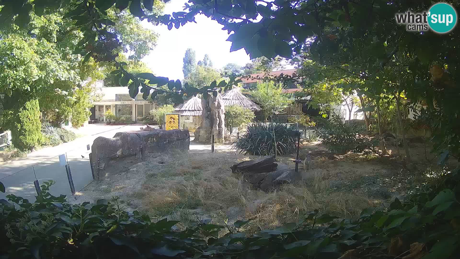 Zoo Zagreb – Merkat