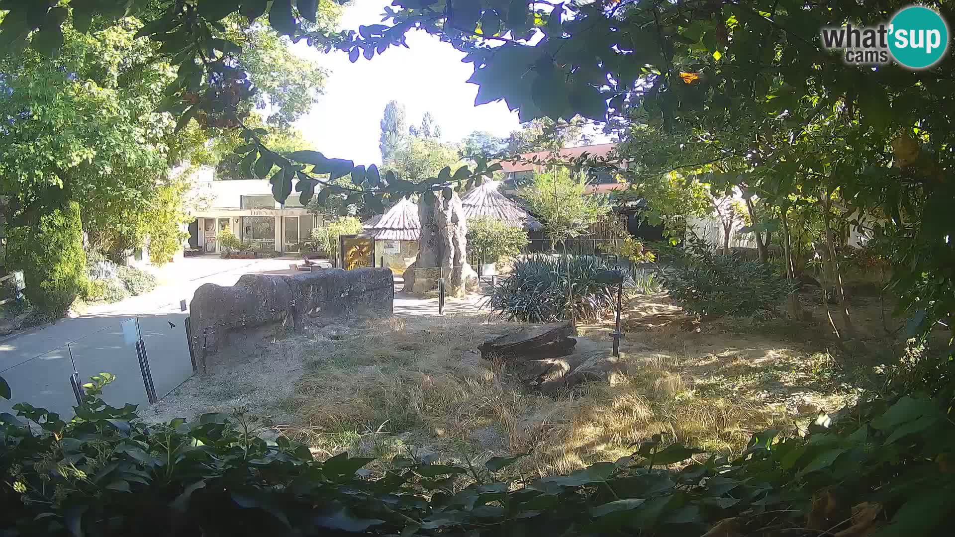 Zoo Zagreb – Suricate