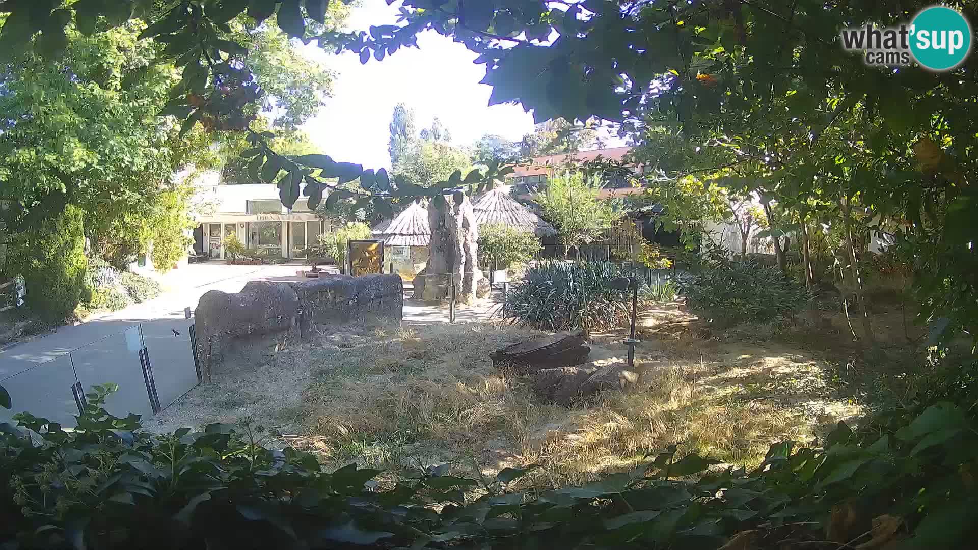 Zoo Zagreb – Suricate