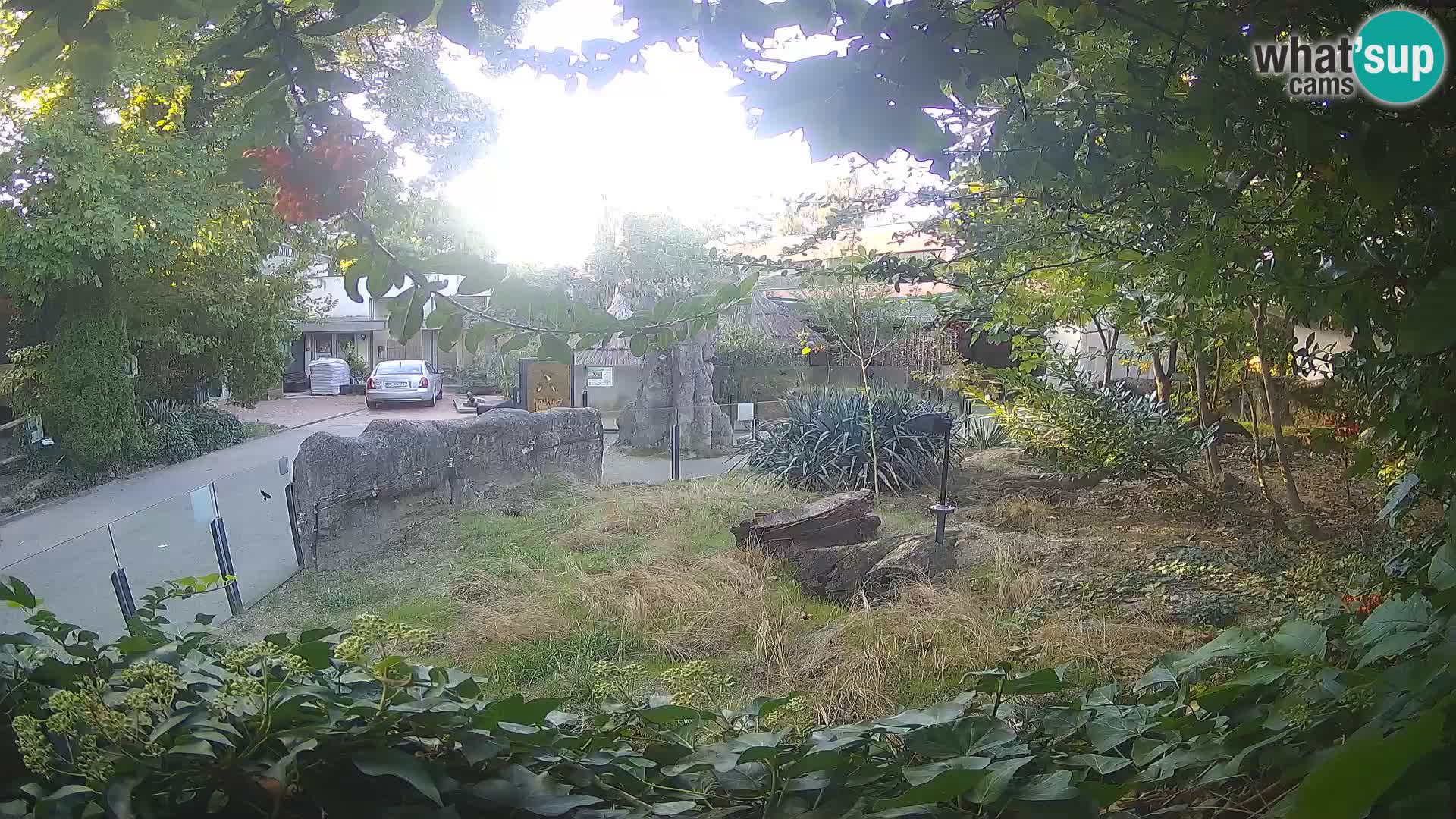 Zoo Zagreb – Merkat