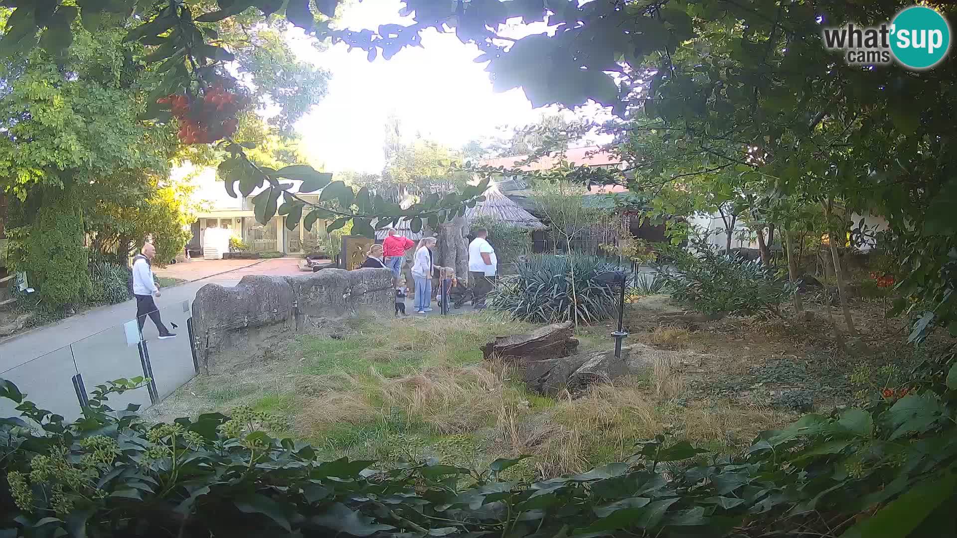 Zoo Zagreb – Suricata