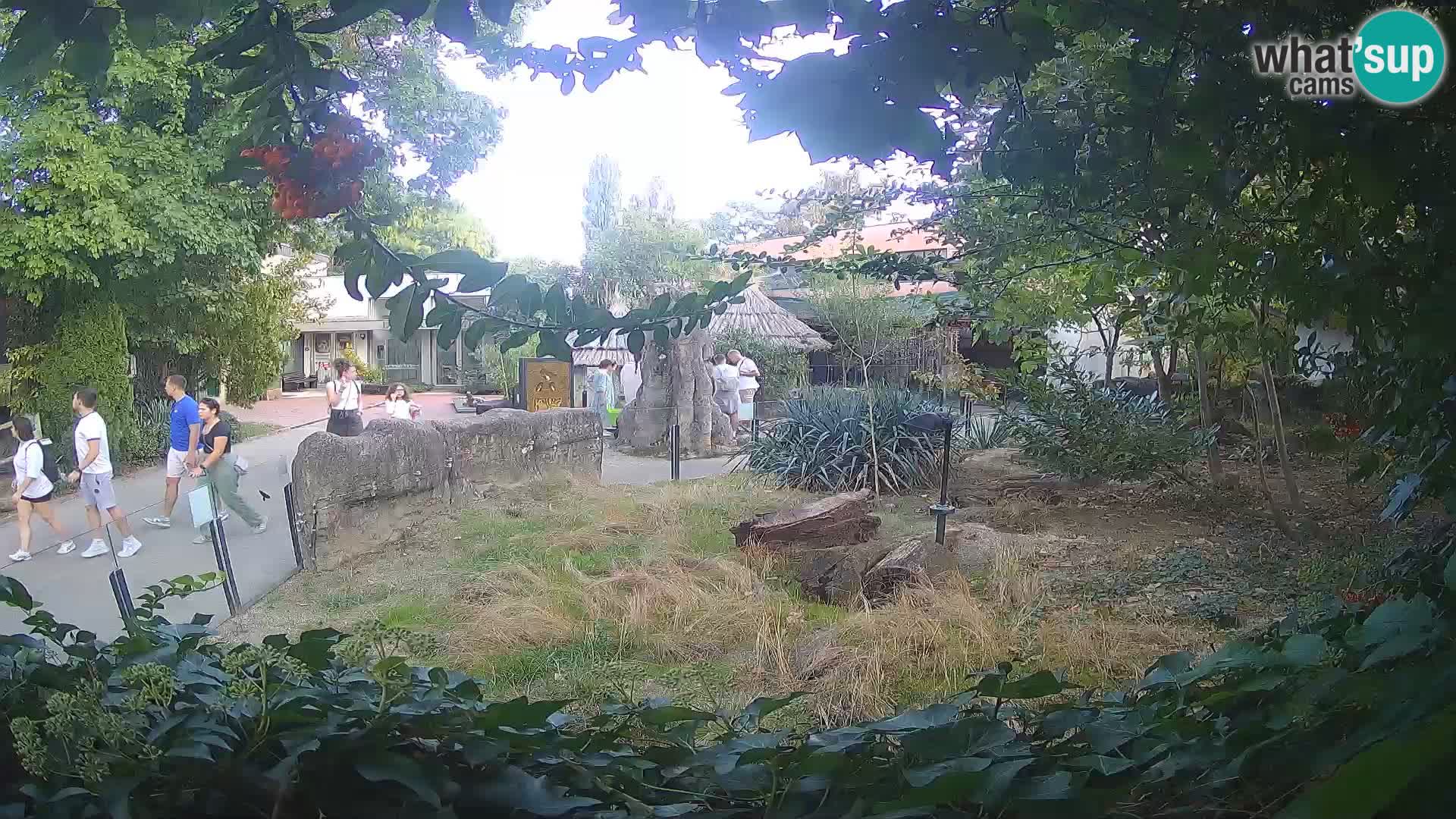Zoo Zagreb – Meerkat (Suricate)