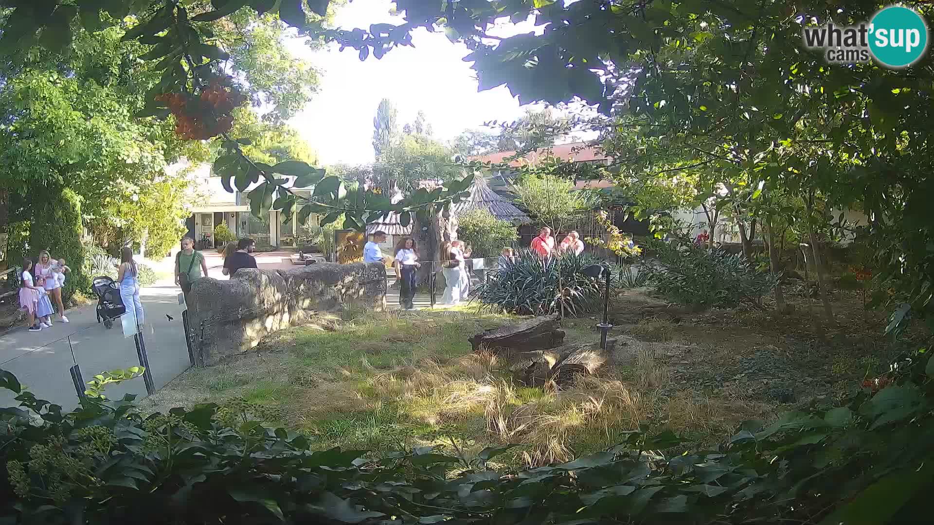 Zoo Zagreb – Merkat