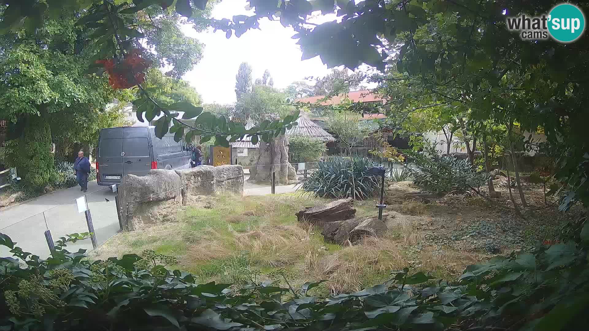 Zoo Zagreb – Suricate