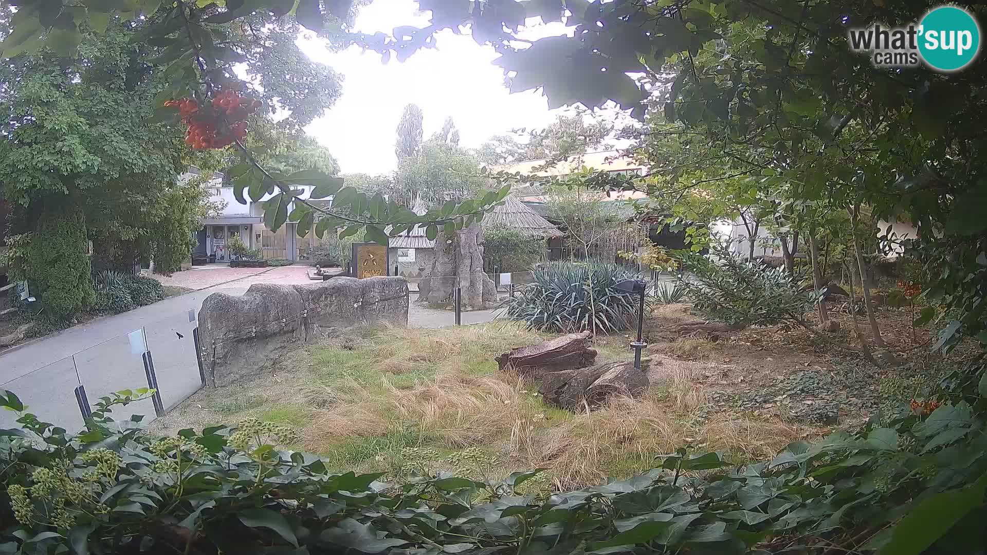 Zoo Zagreb – Suricata