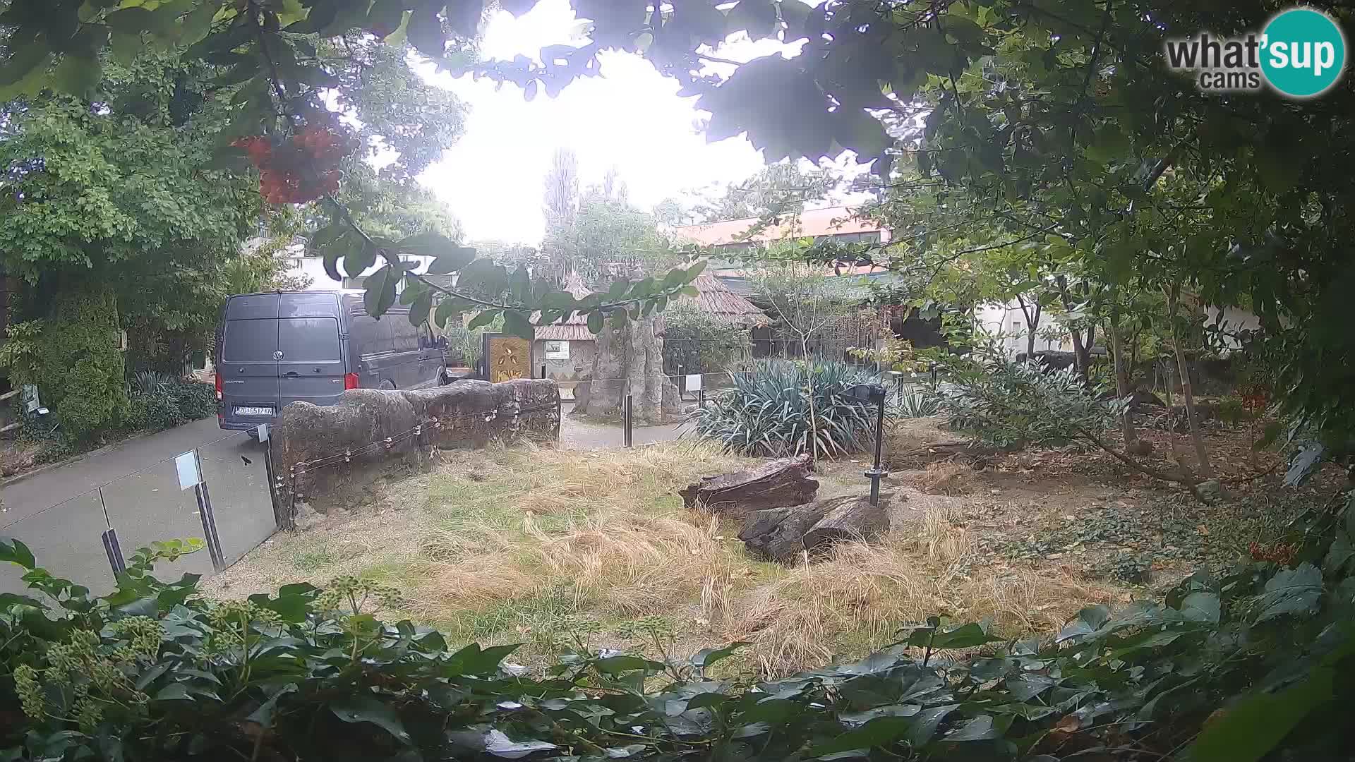 Zoo Zagreb – Suricate