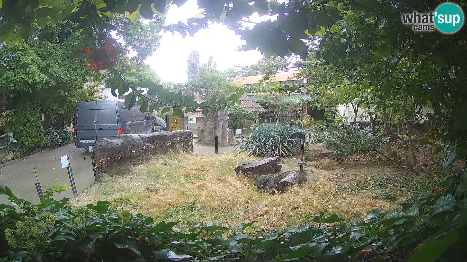 Zoo Zagreb – Suricata