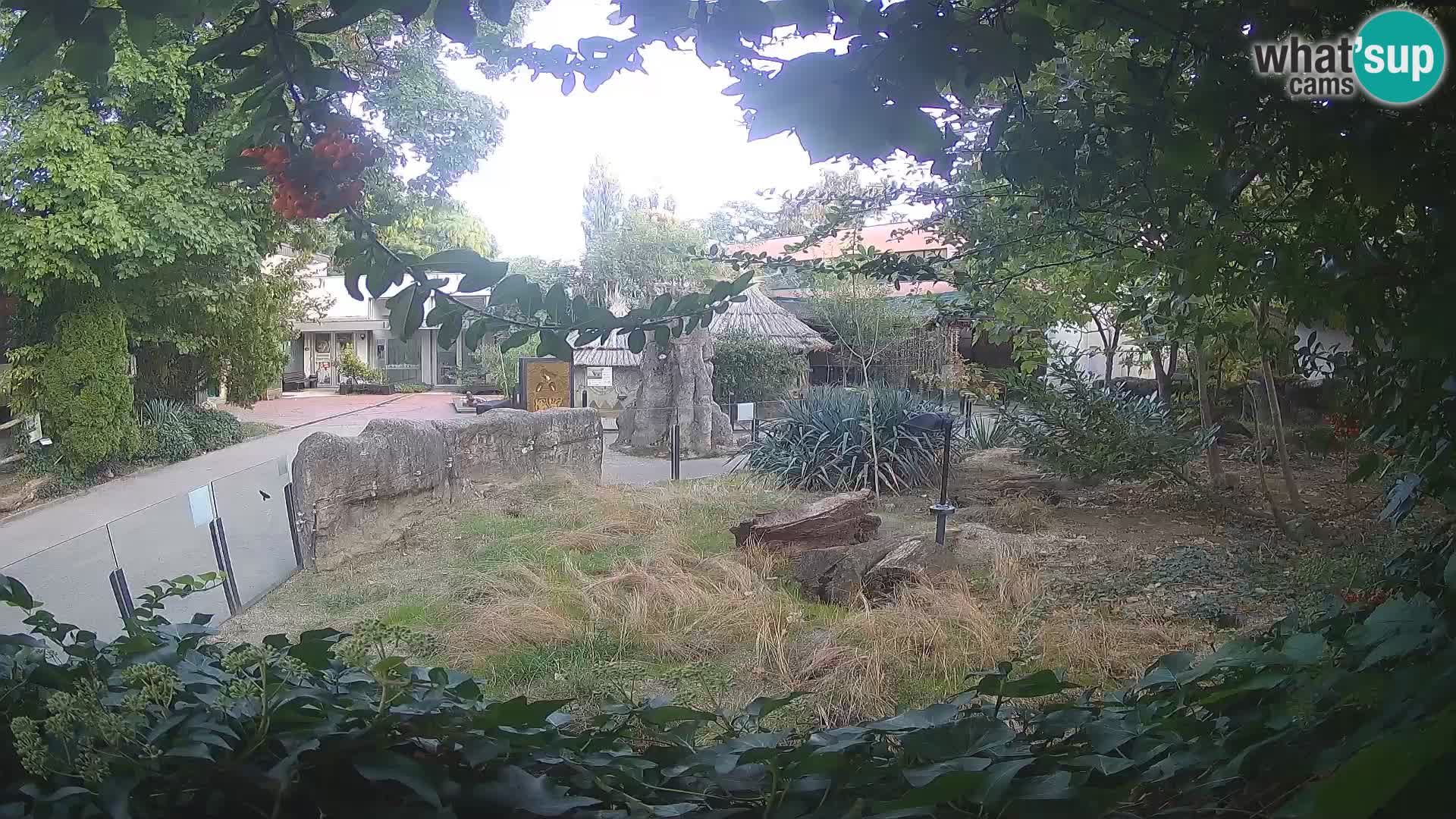 Zoo Zagreb – Suricata