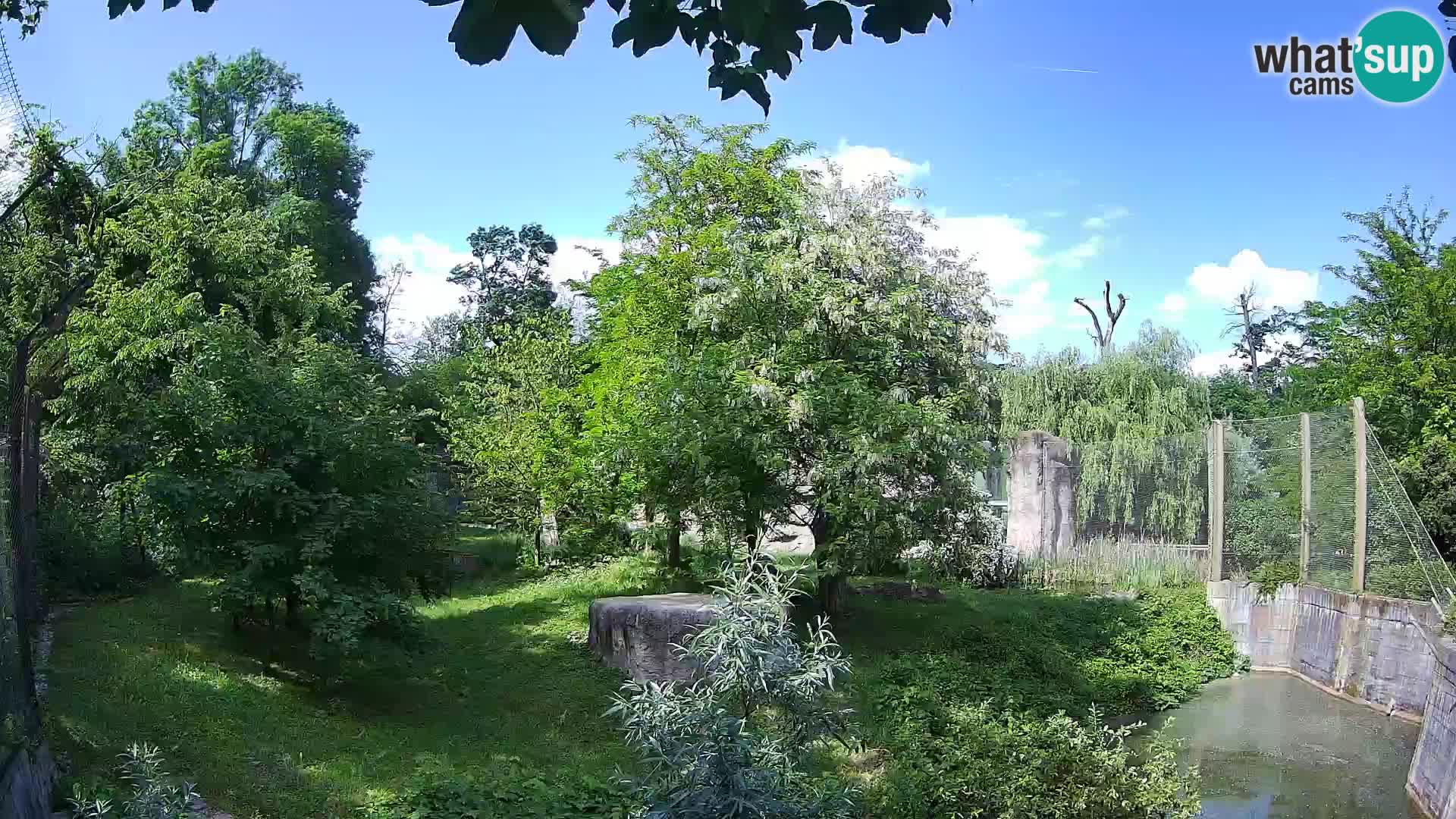 Spletna kamera Zoo Zagreb – Levi