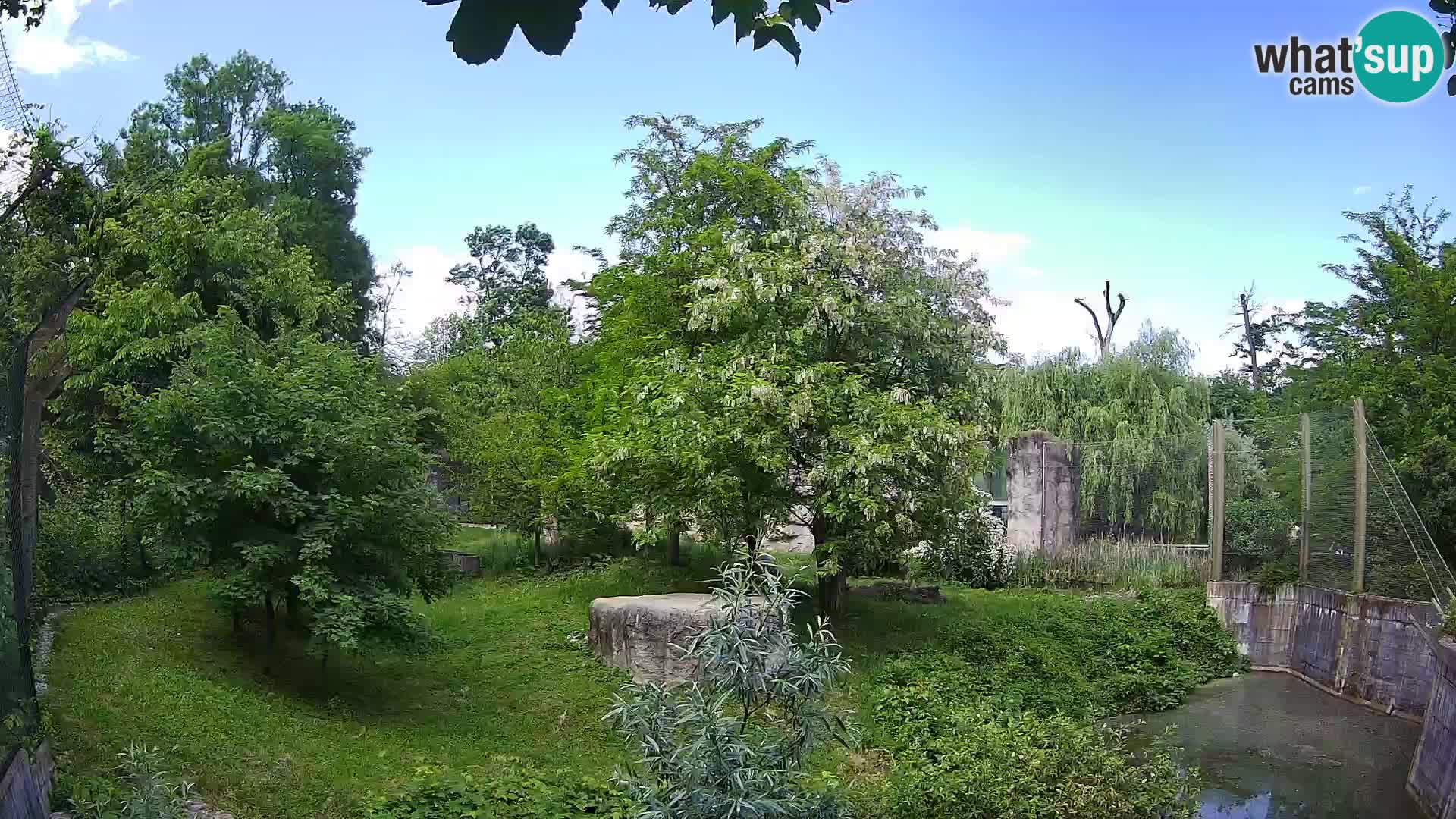Zoo Zagreb – Lavovi