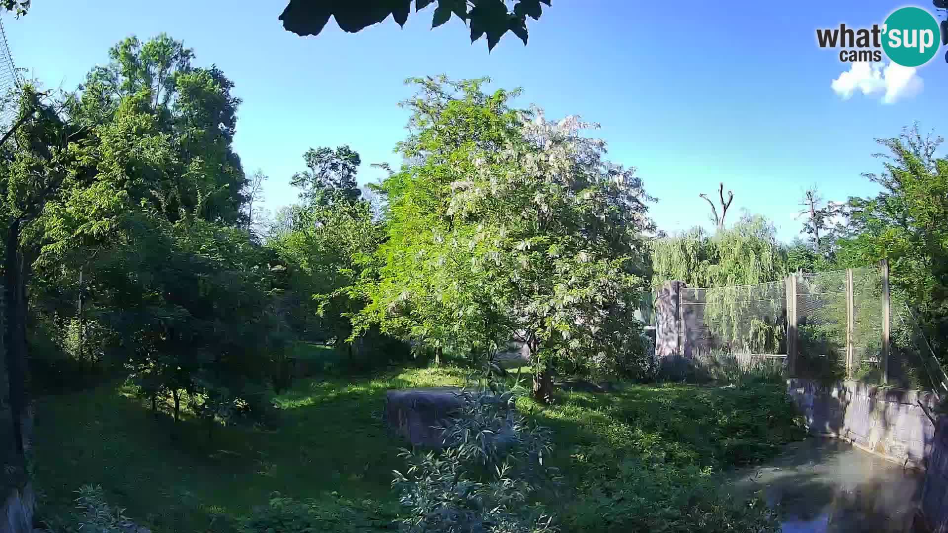 Zoo Zagreb – Lavovi
