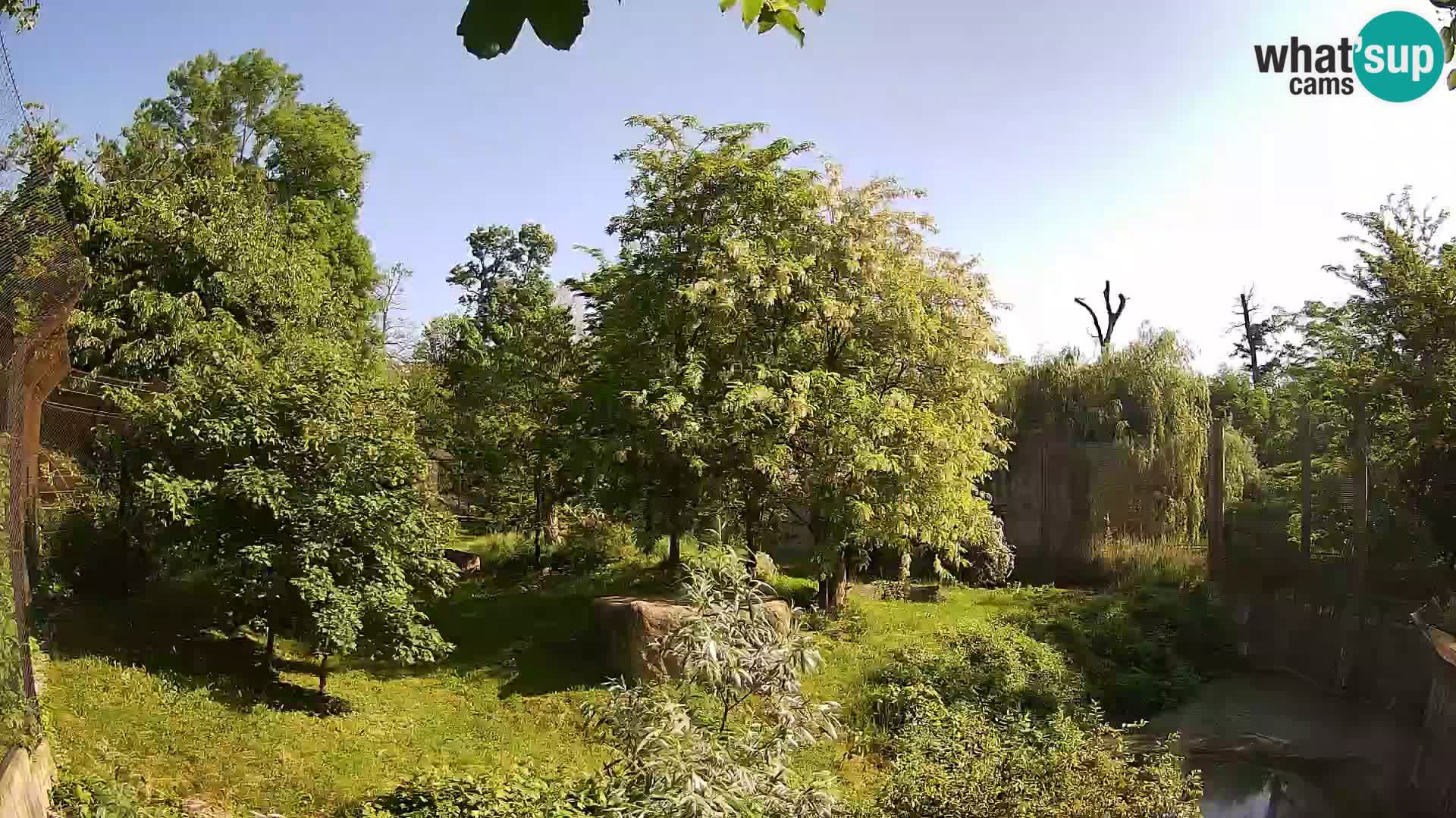 Zoo Zagreb – Löwen