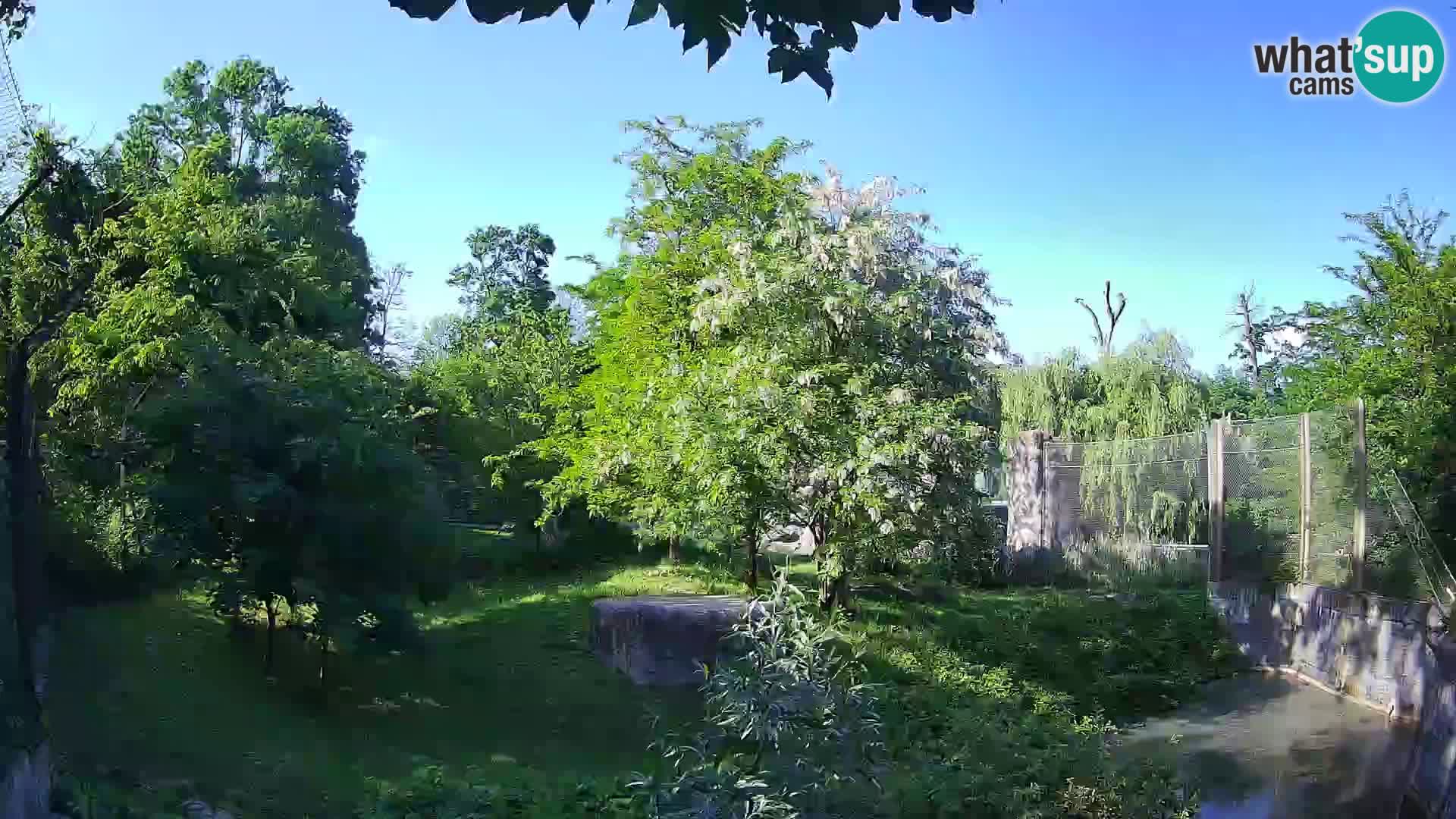 Zoo Zagreb – Lion