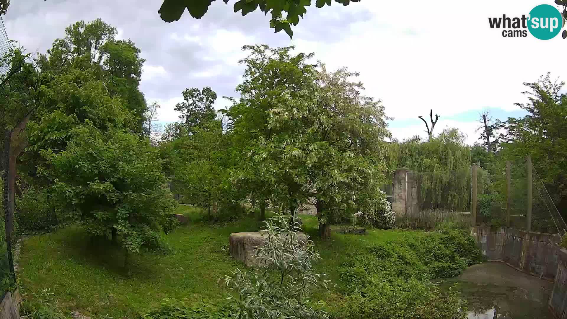 Zoo Zagreb – Lion