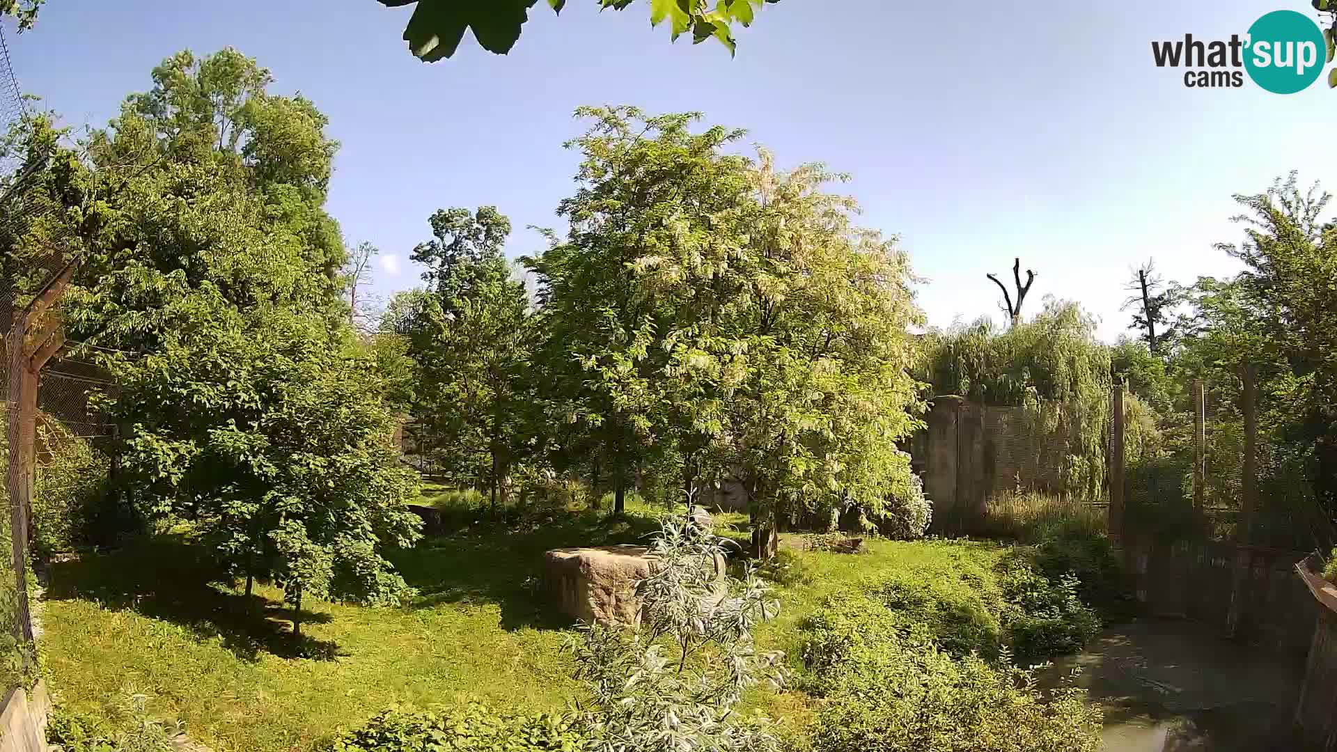 Zoo Zagreb – Lion