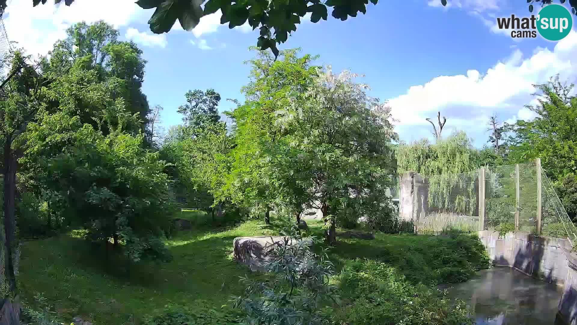 Zoo Zagreb – Leoni