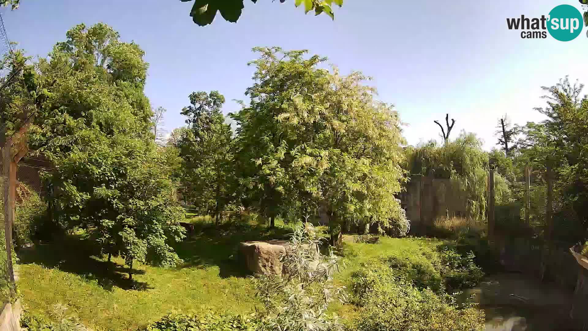 Zoo Zagreb – Löwen