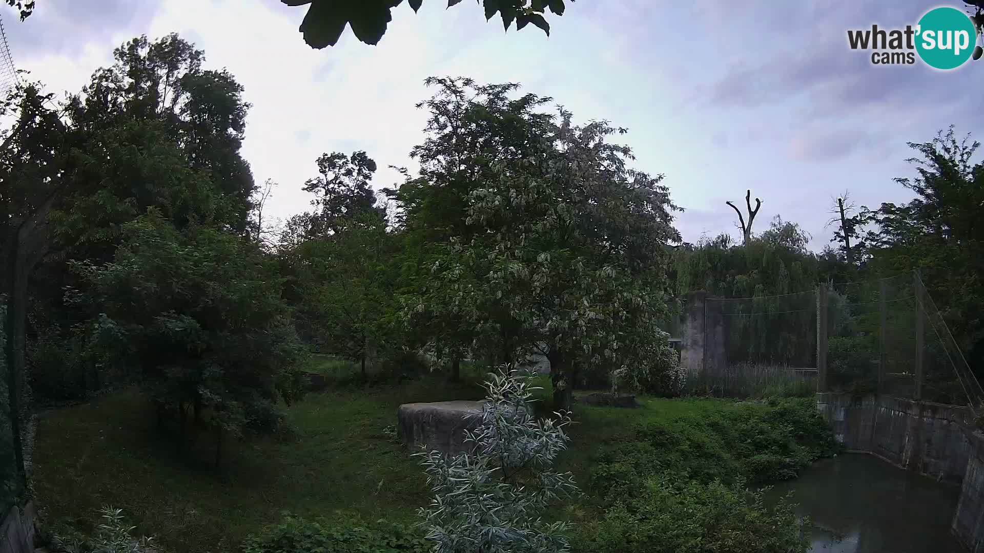 Spletna kamera Zoo Zagreb – Levi