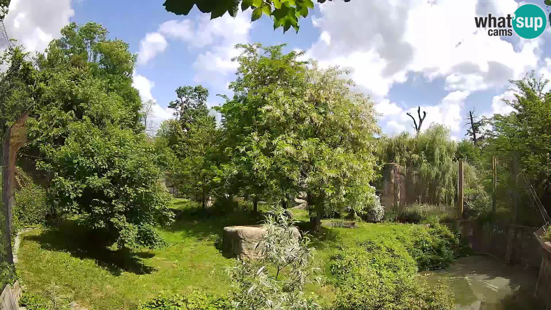 Zoo Zagreb – Löwen