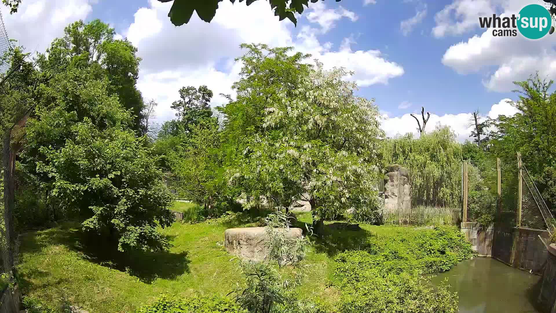 Zoo Zagreb – Lavovi