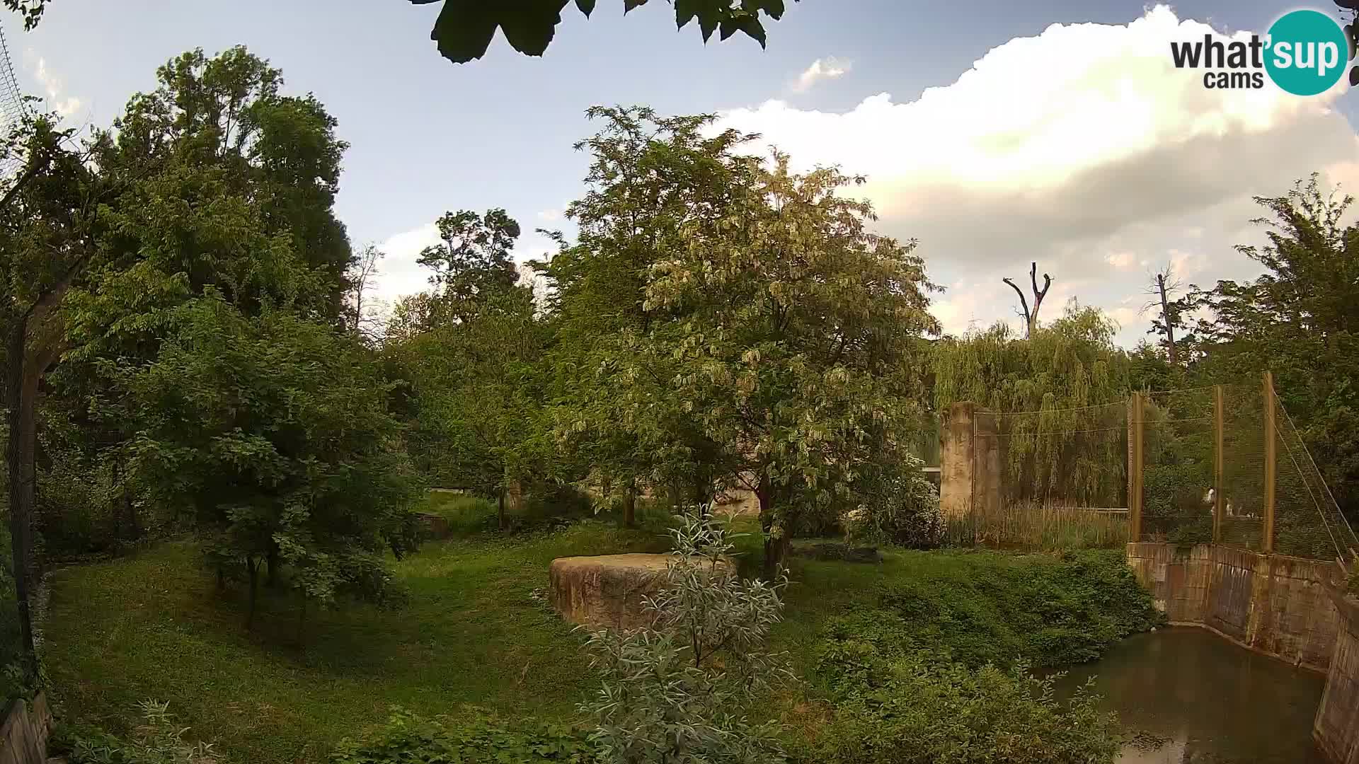 Zoo Zagreb – Lion