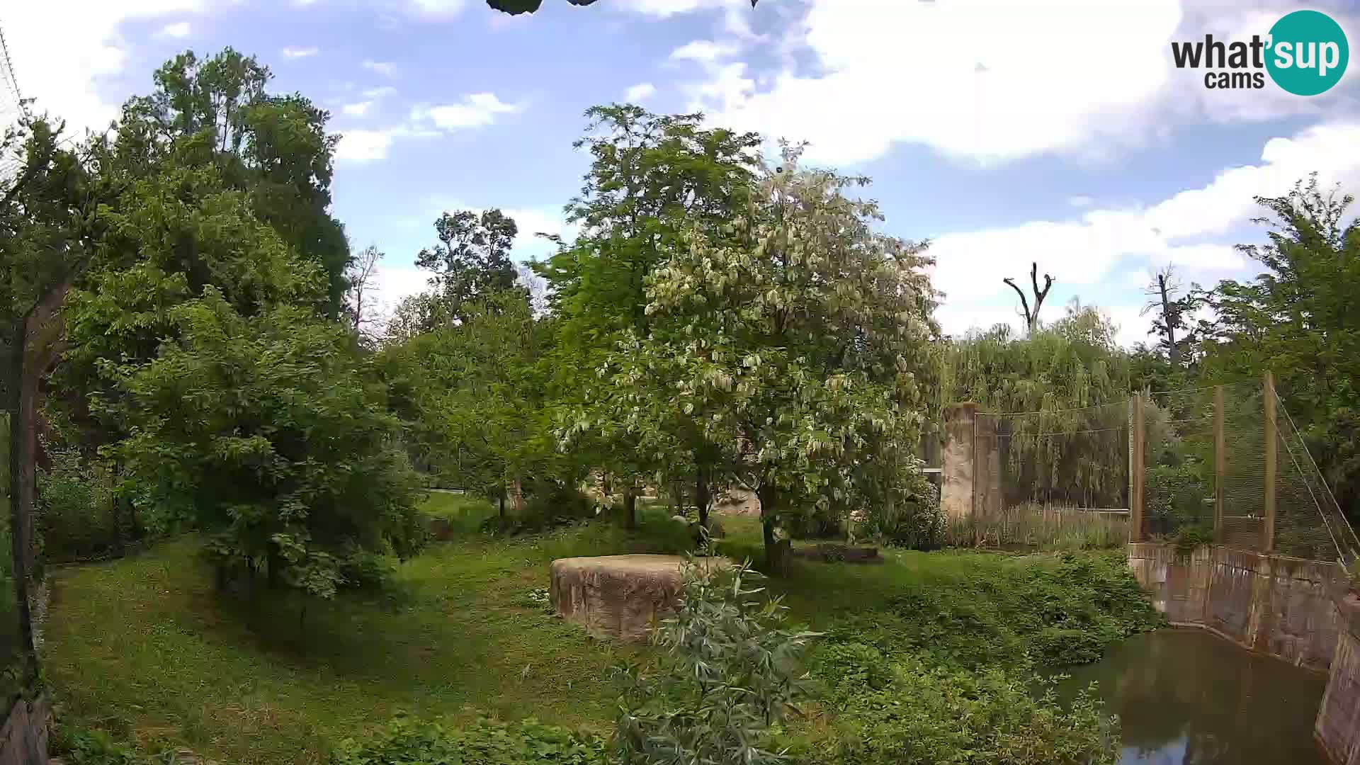 Spletna kamera Zoo Zagreb – Levi